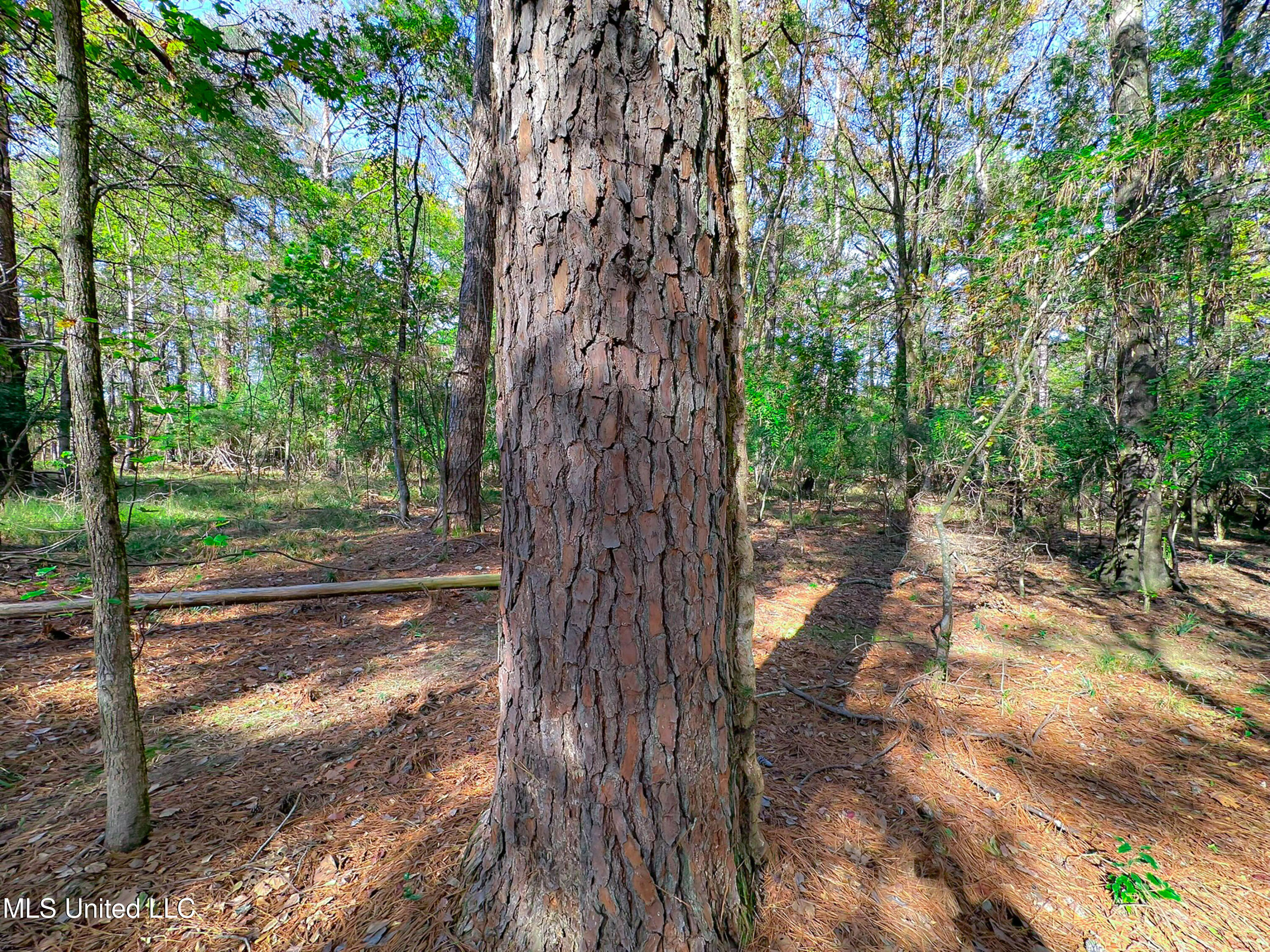 Deer Ridge Road, Madison, Mississippi image 9