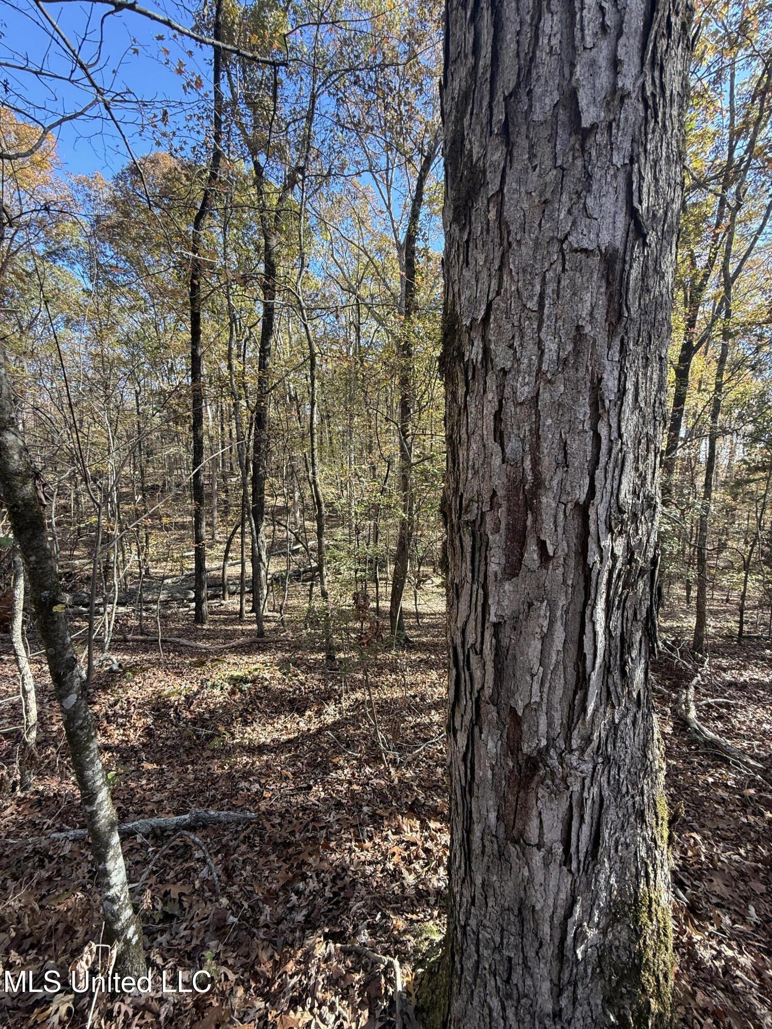 Hwy 429, Sallis, Mississippi image 19