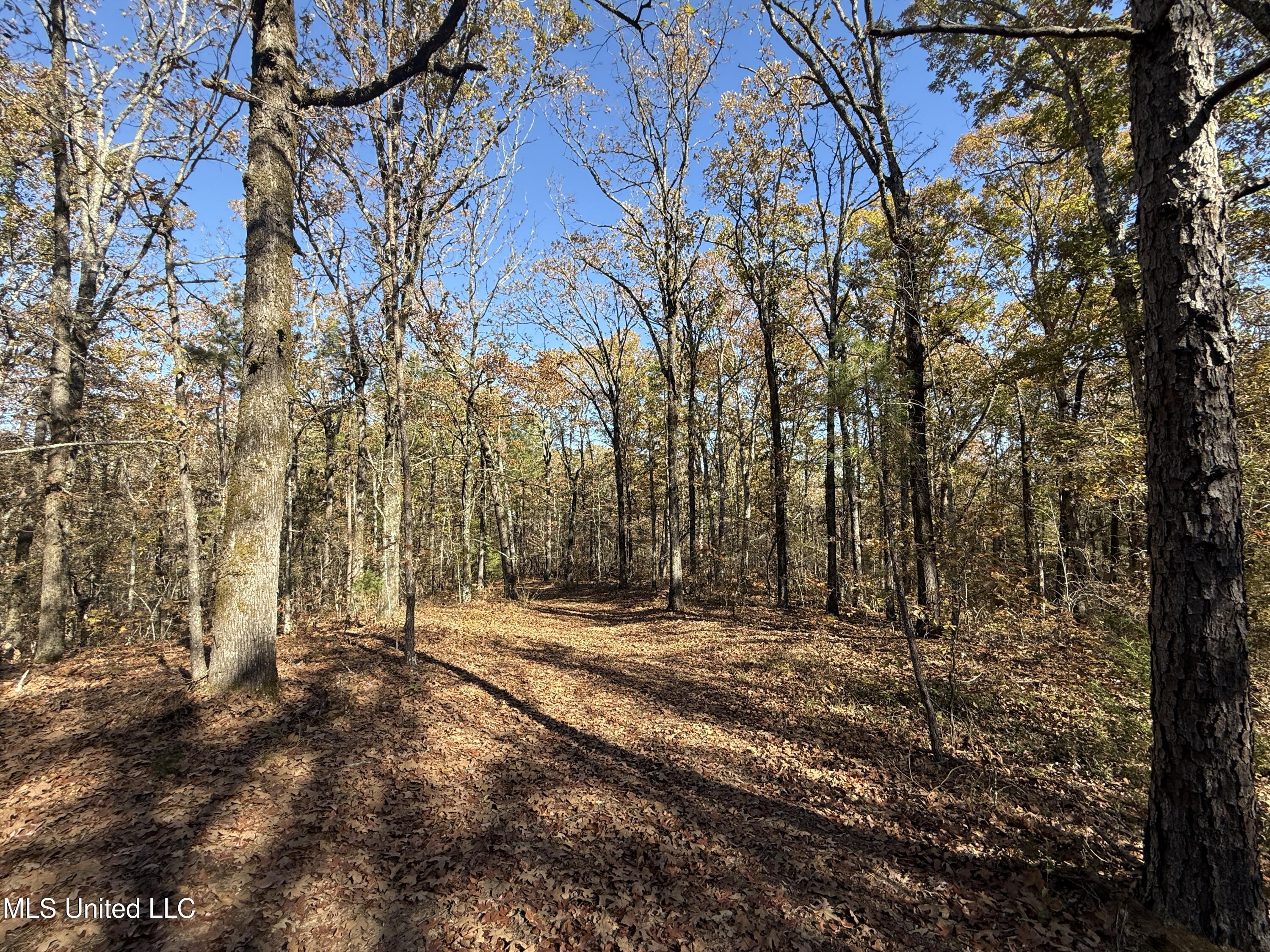 Hwy 429, Sallis, Mississippi image 11