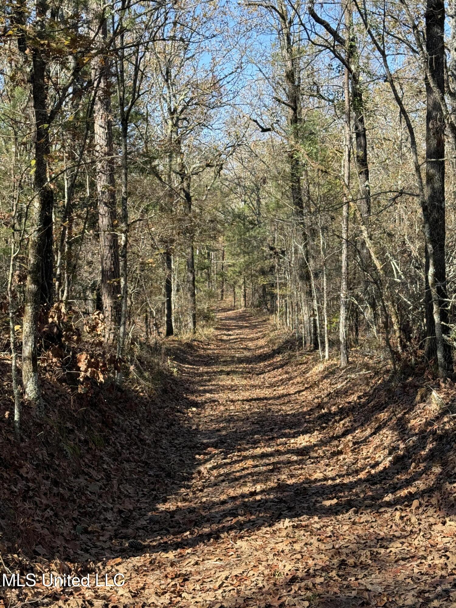 Hwy 429, Sallis, Mississippi image 13