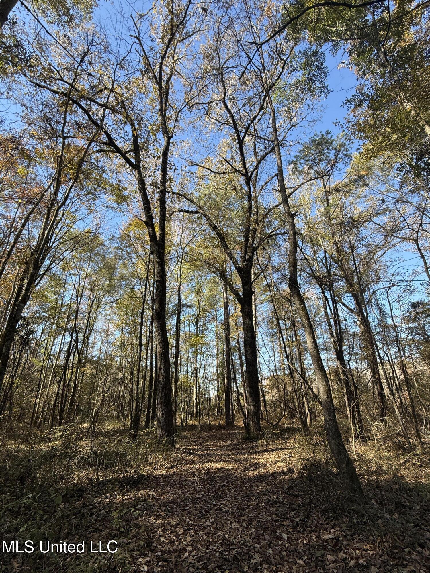 Hwy 429, Sallis, Mississippi image 32