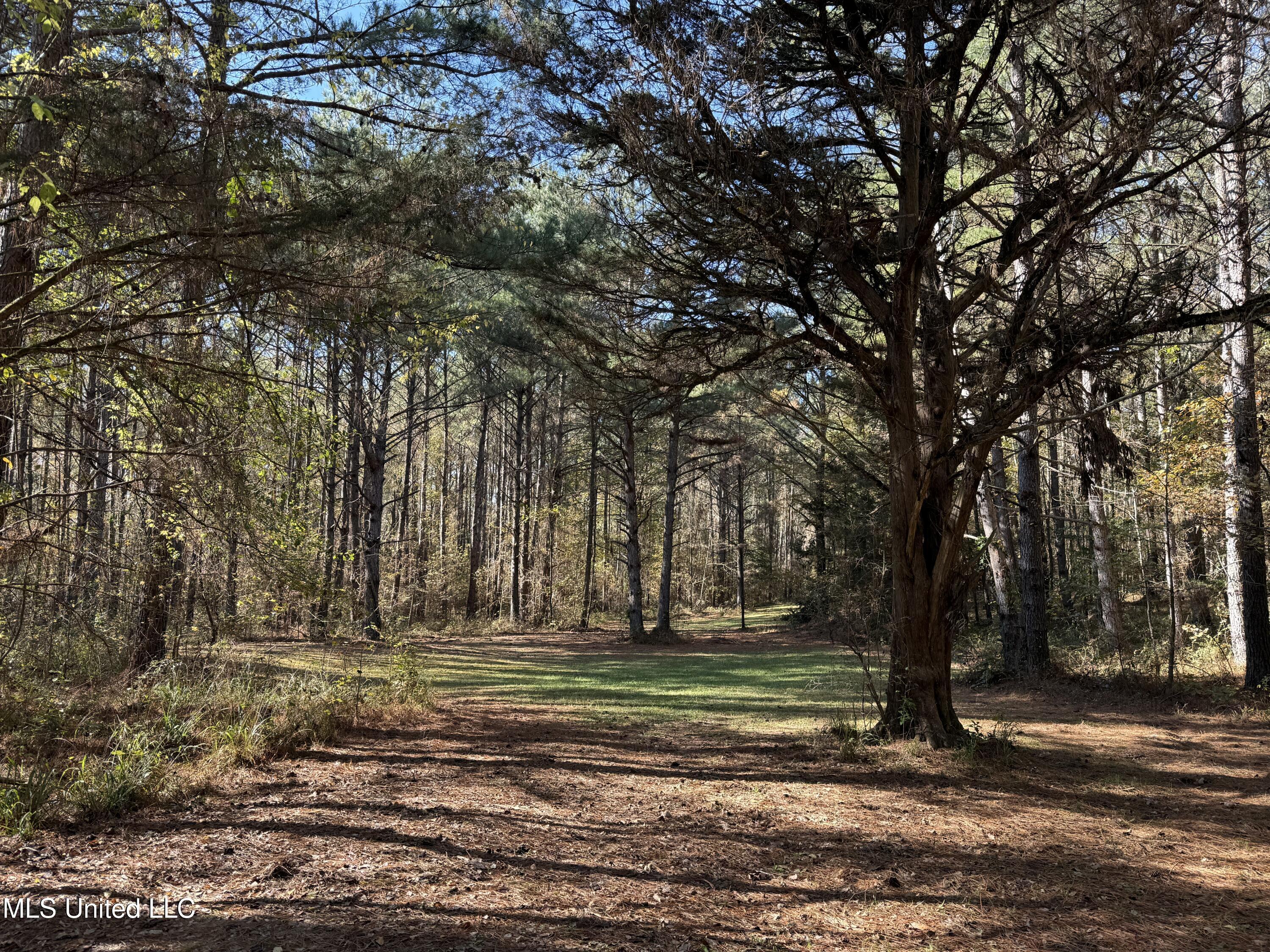 Hwy 429, Sallis, Mississippi image 3