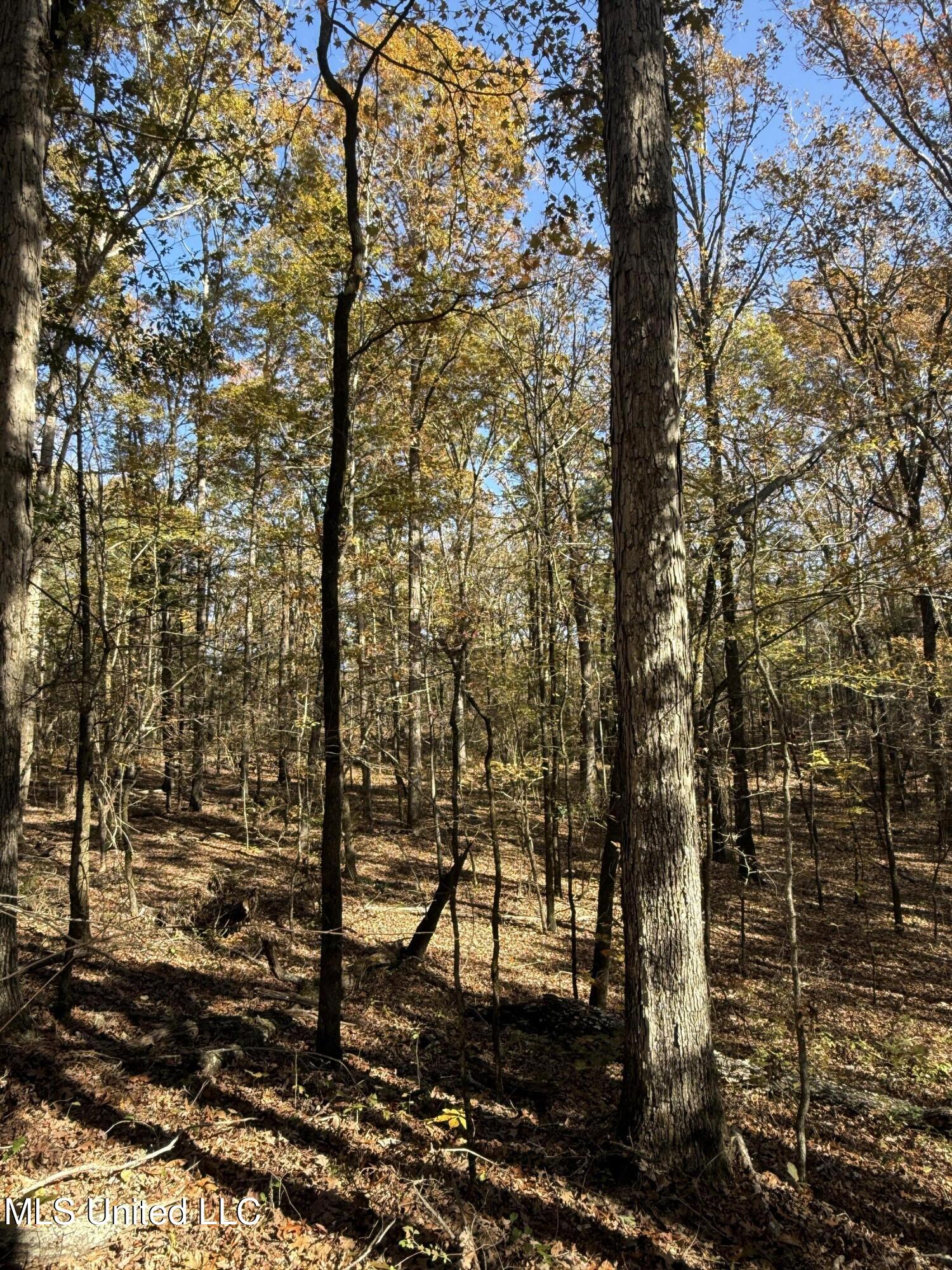 Hwy 429, Sallis, Mississippi image 18