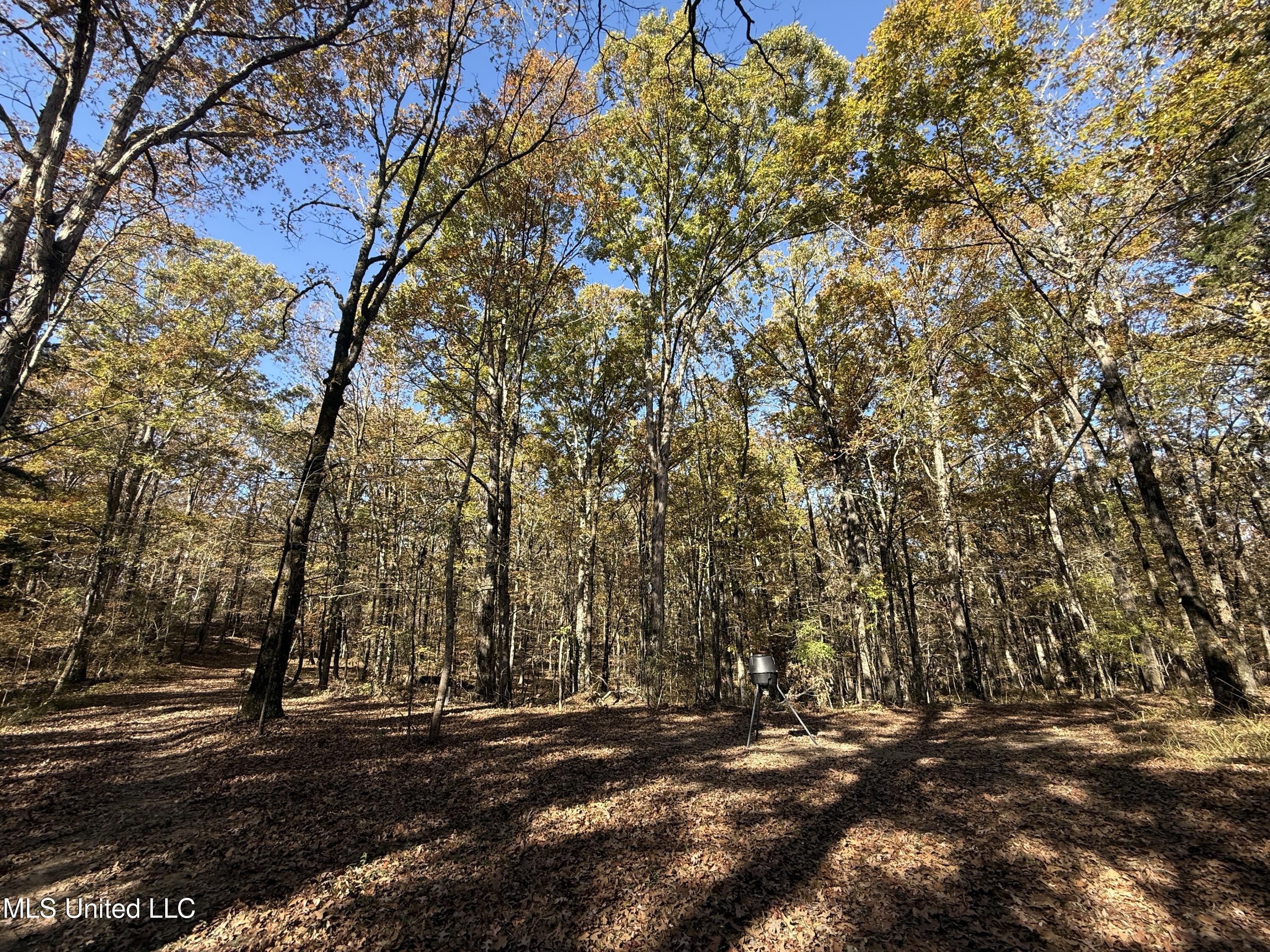 Hwy 429, Sallis, Mississippi image 15