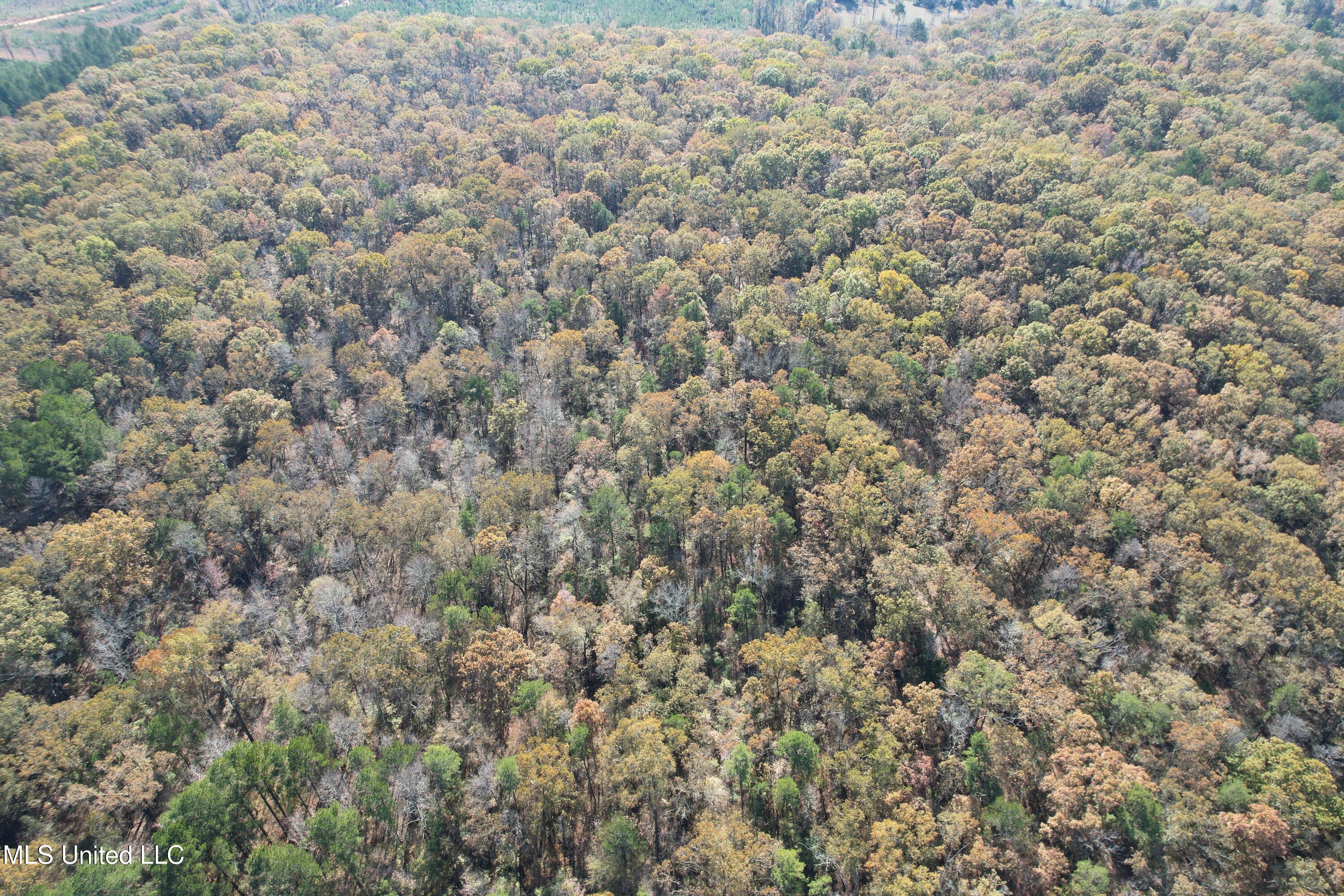 Hwy 429, Sallis, Mississippi image 8