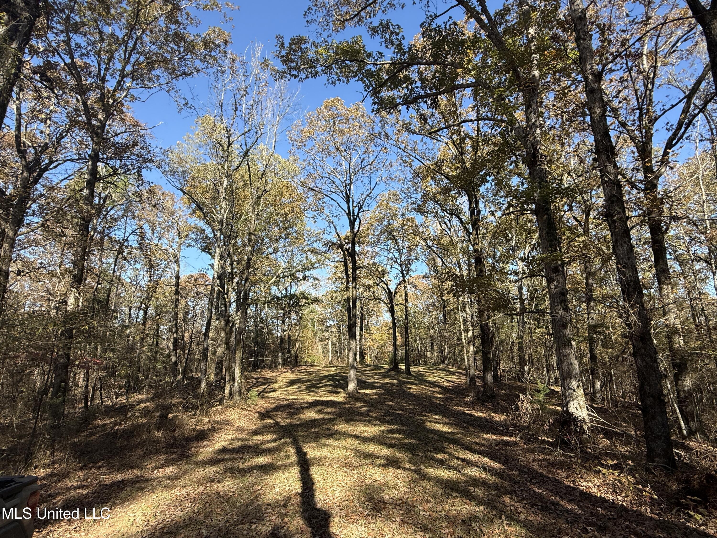 Hwy 429, Sallis, Mississippi image 34