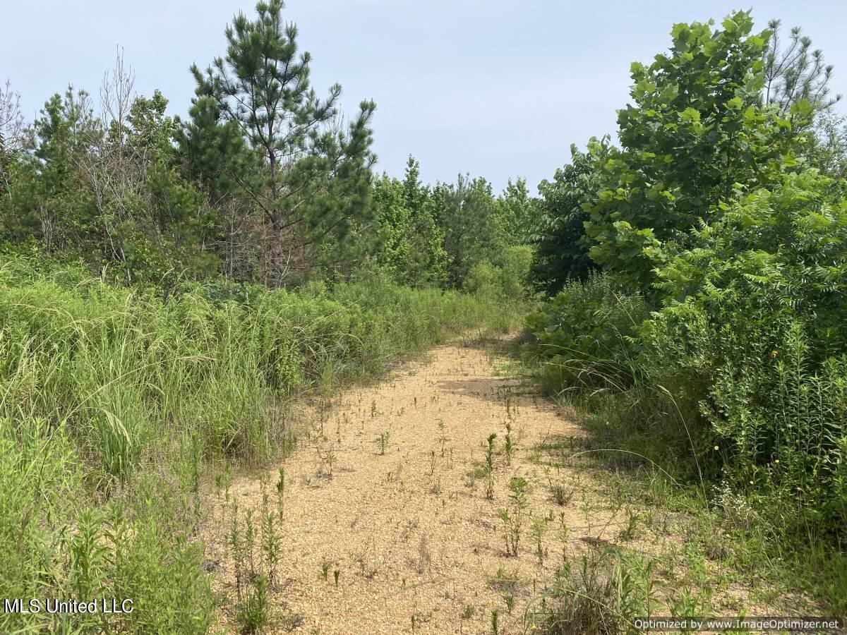 Ashley Rd Road, Hazlehurst, Mississippi image 4