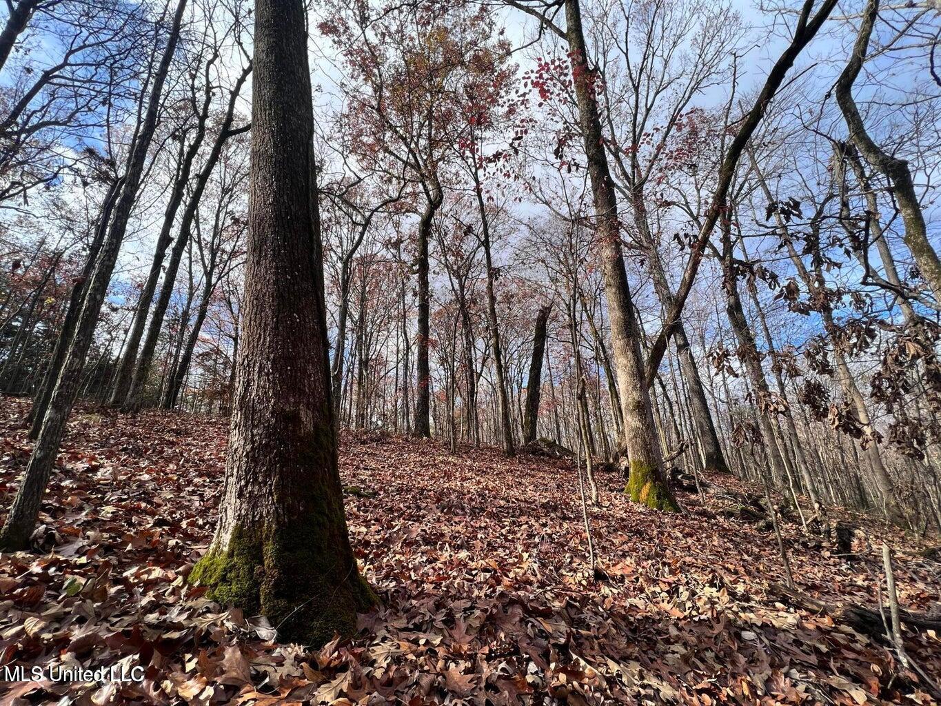 N Ricks Road, Byhalia, Mississippi image 21