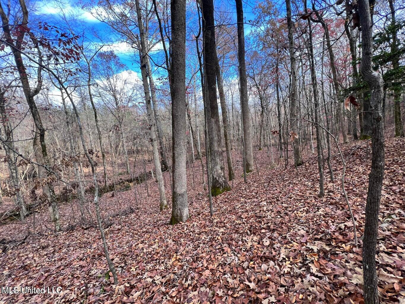 N Ricks Road, Byhalia, Mississippi image 23