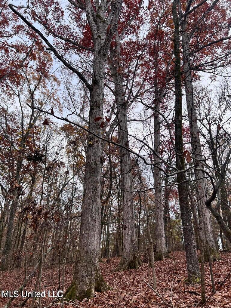 N Ricks Road, Byhalia, Mississippi image 37