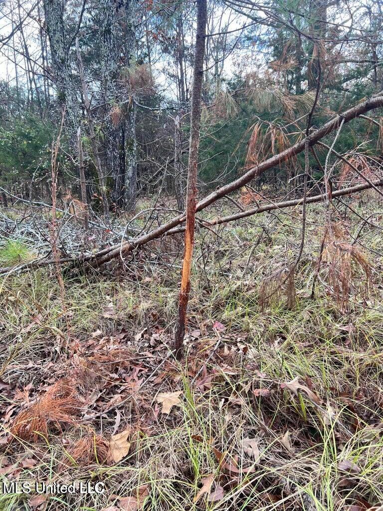 N Ricks Road, Byhalia, Mississippi image 41