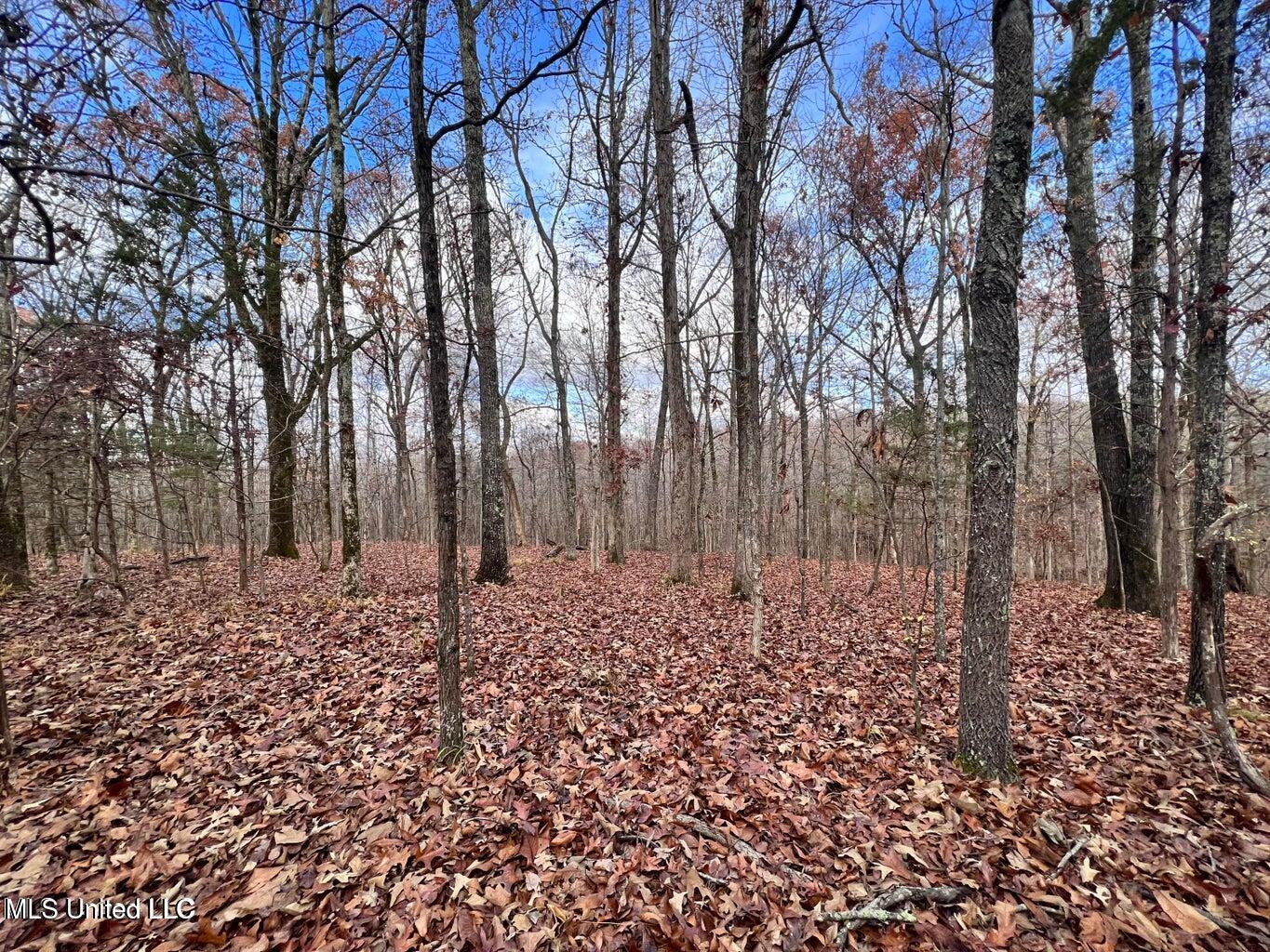 N Ricks Road, Byhalia, Mississippi image 33