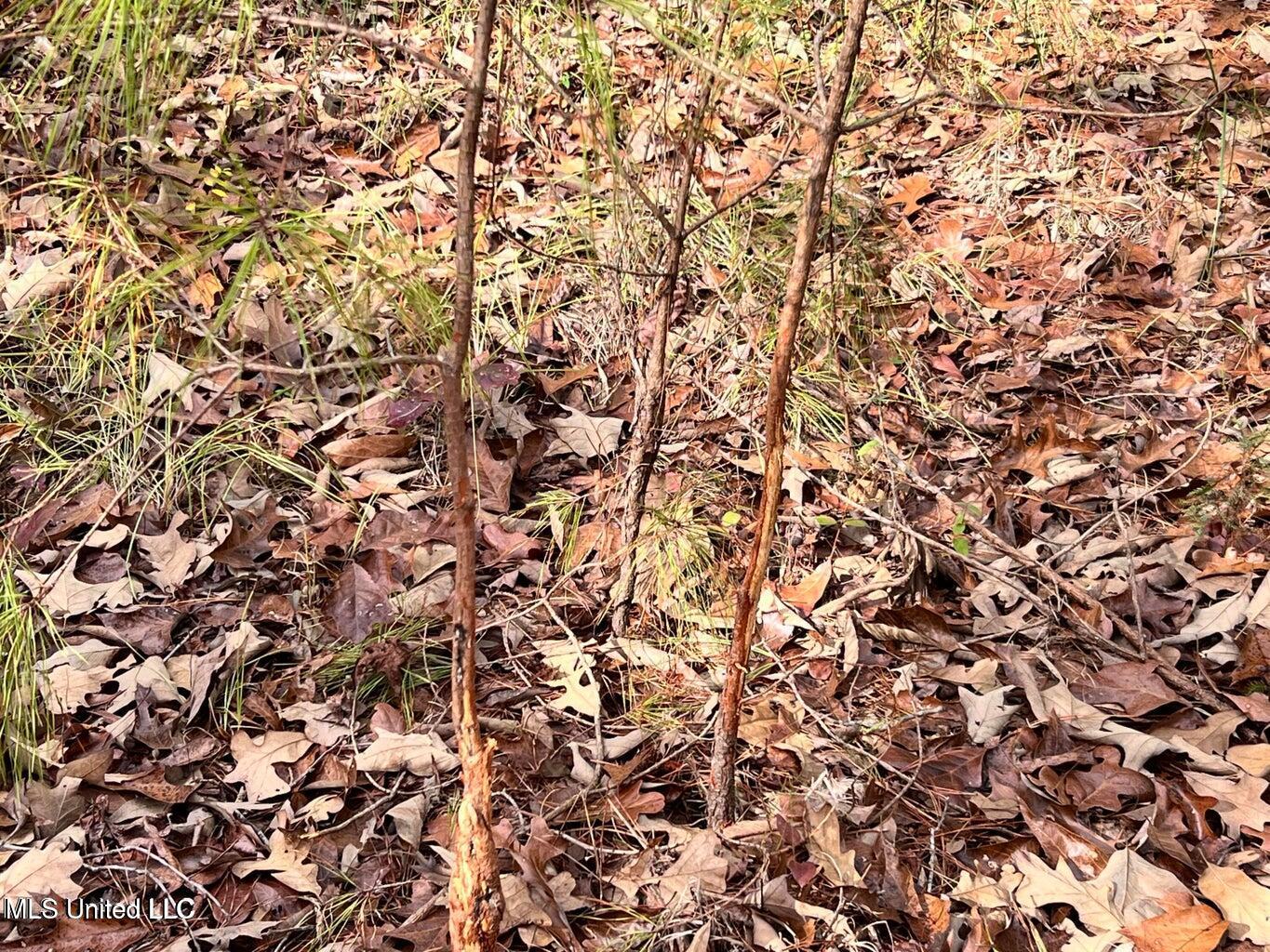 N Ricks Road, Byhalia, Mississippi image 42