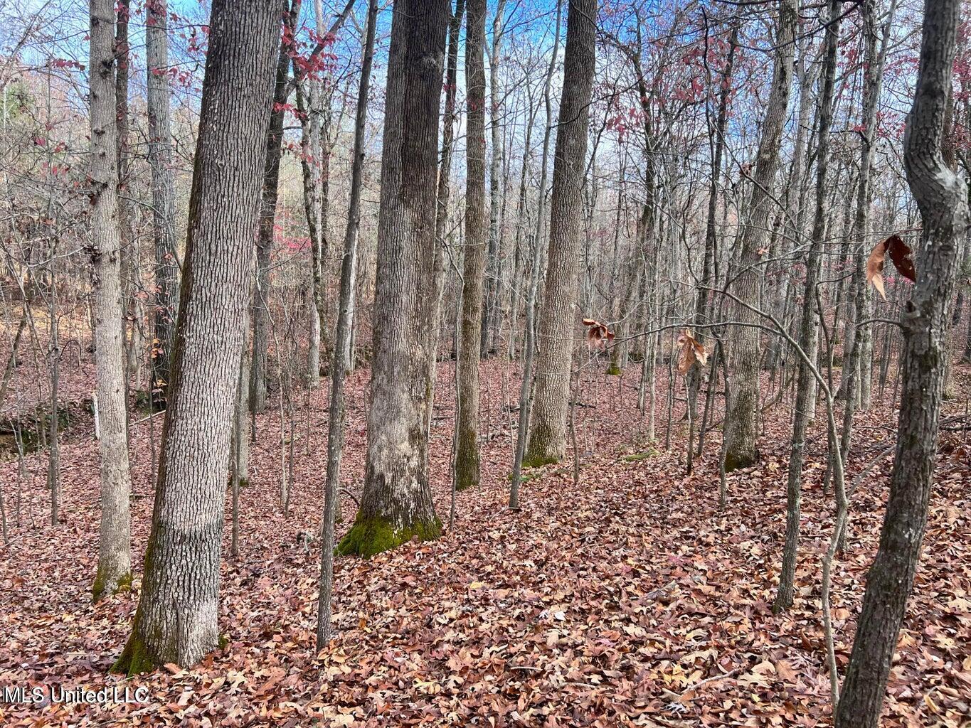 N Ricks Road, Byhalia, Mississippi image 22