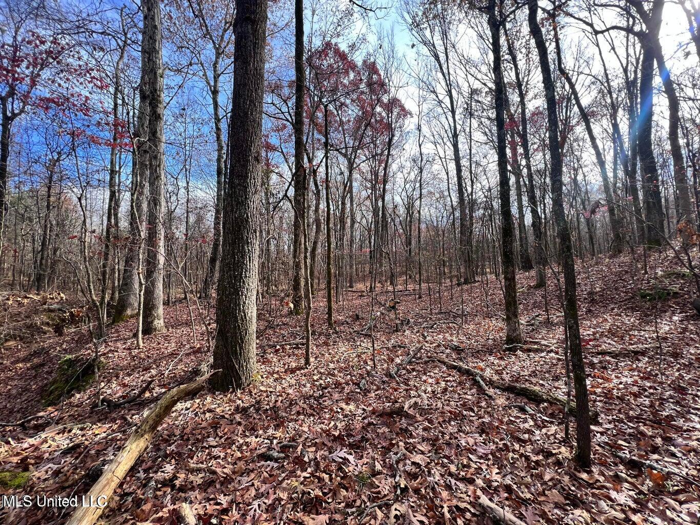 N Ricks Road, Byhalia, Mississippi image 11