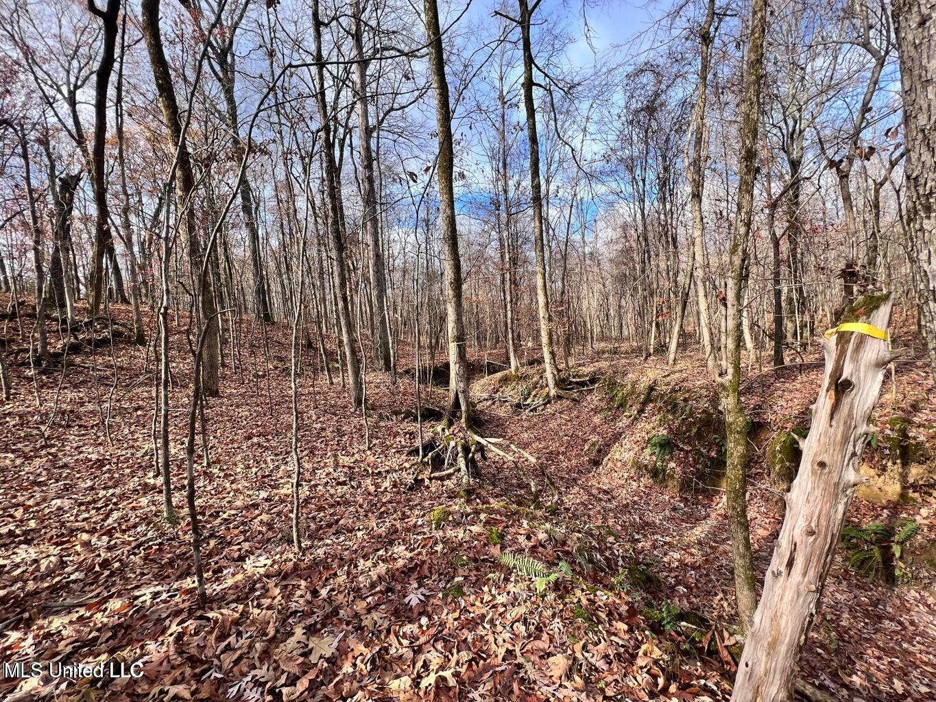 N Ricks Road, Byhalia, Mississippi image 14