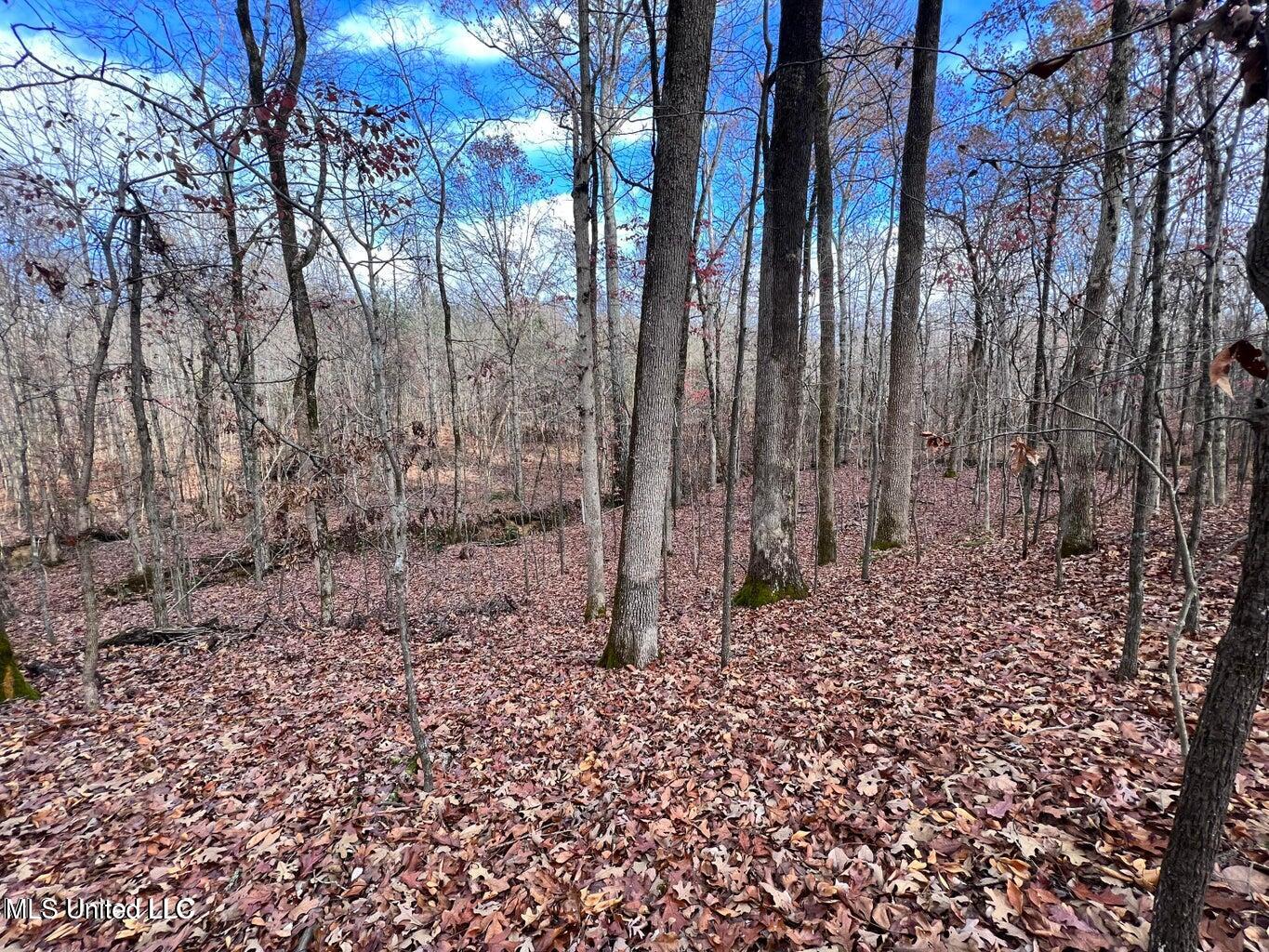 N Ricks Road, Byhalia, Mississippi image 20