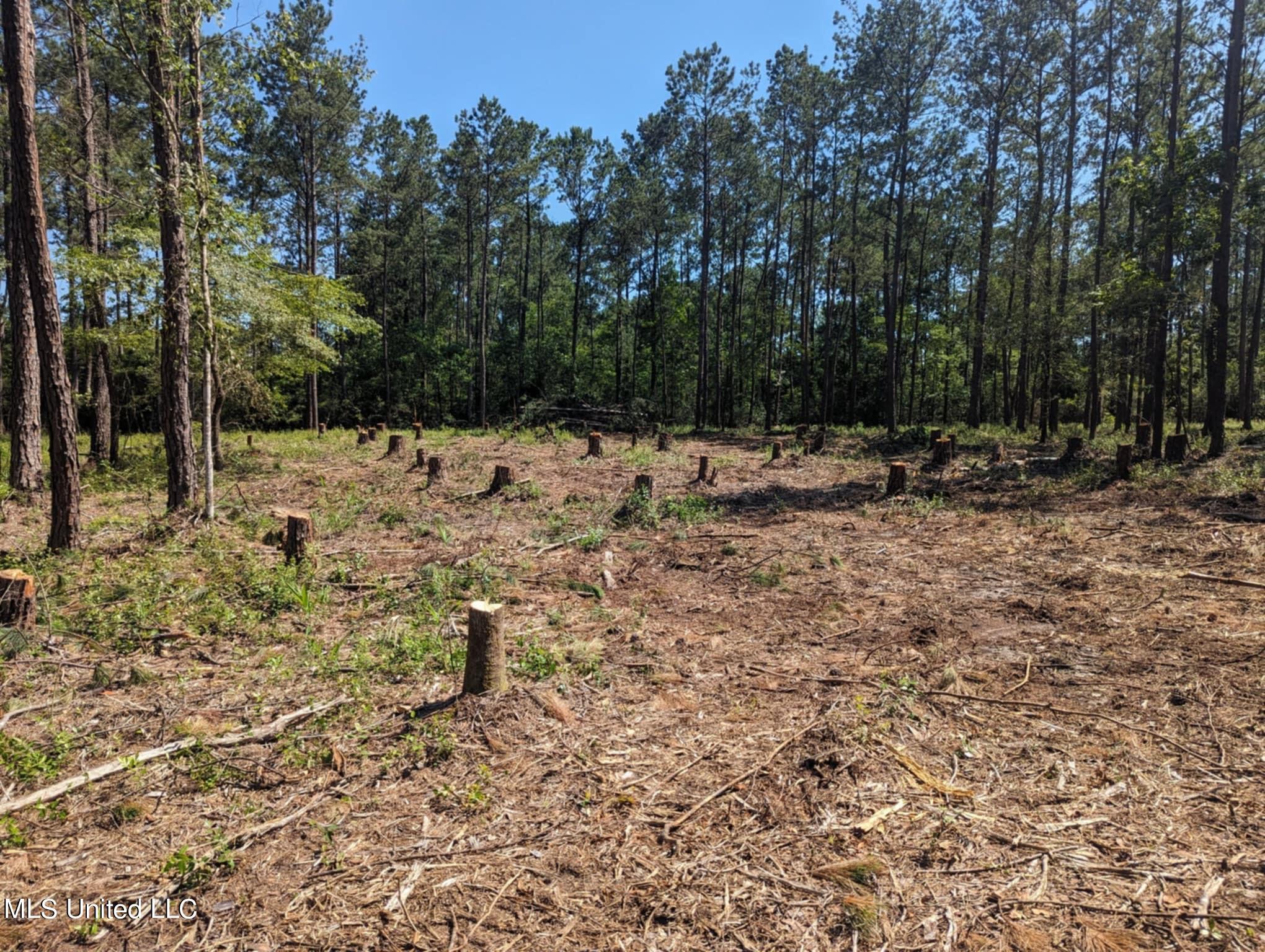 Borzik Road, Saucier, Mississippi image 3