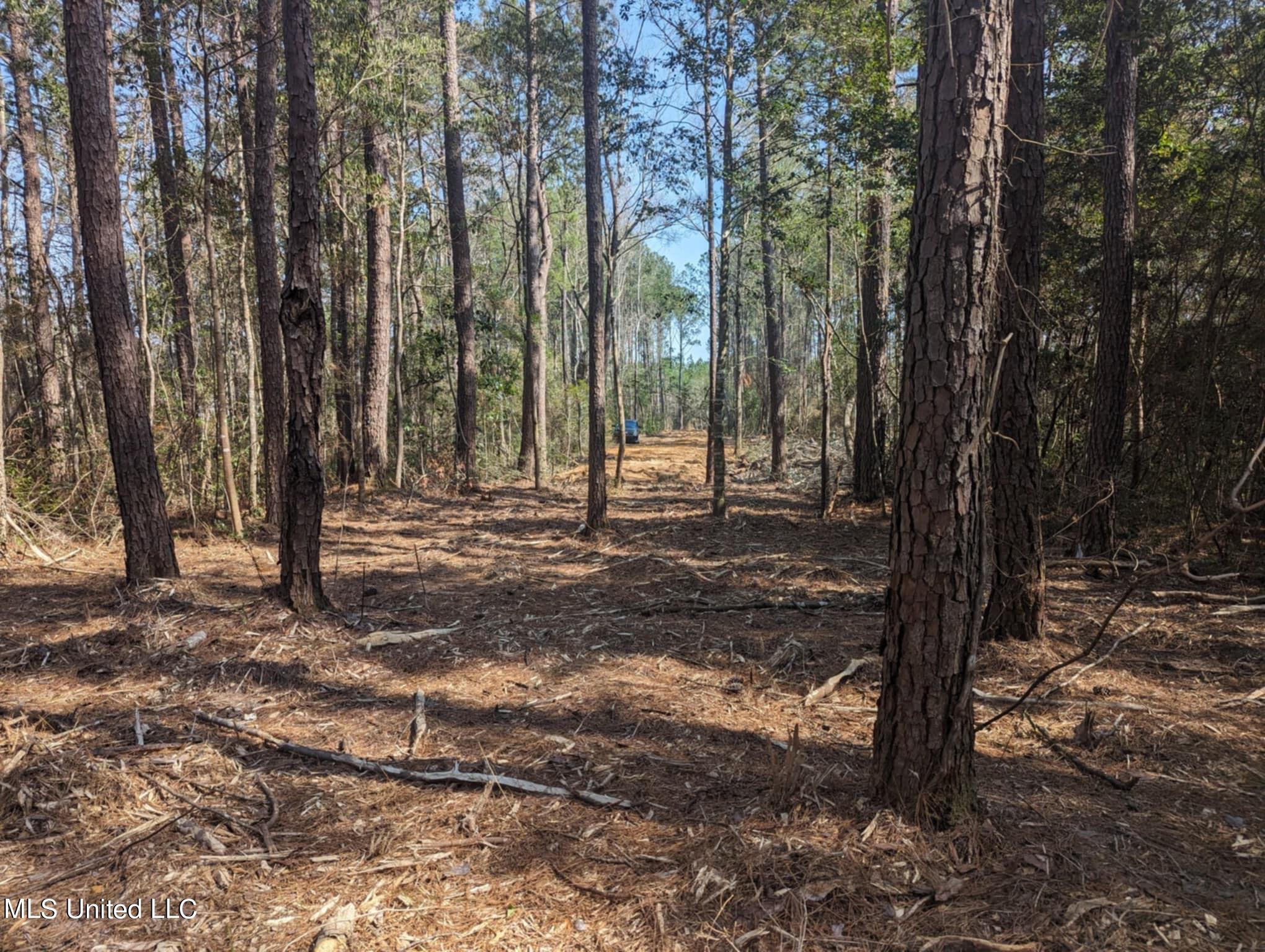 Borzik Road, Saucier, Mississippi image 8