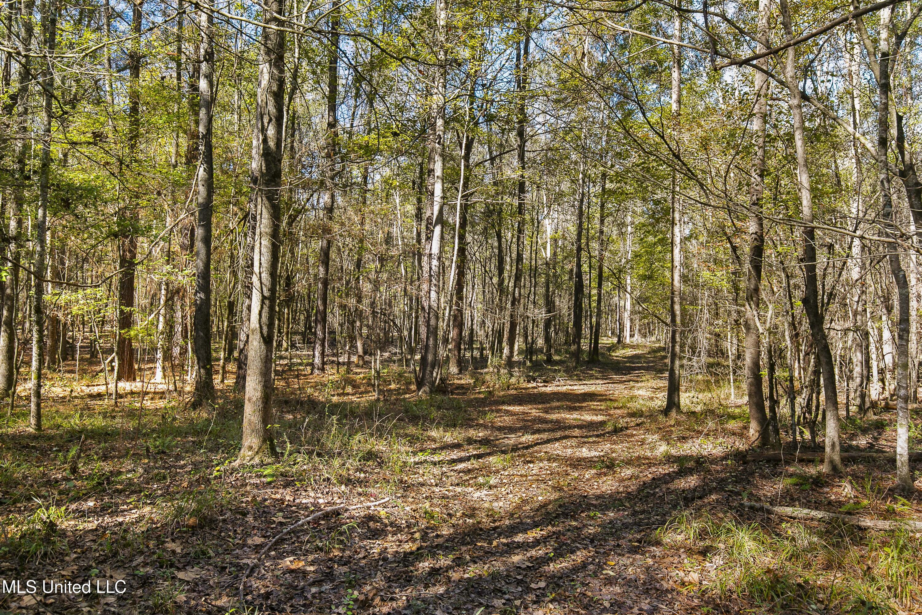 347.14 Acres Bridges Road, Brandon, Mississippi image 26