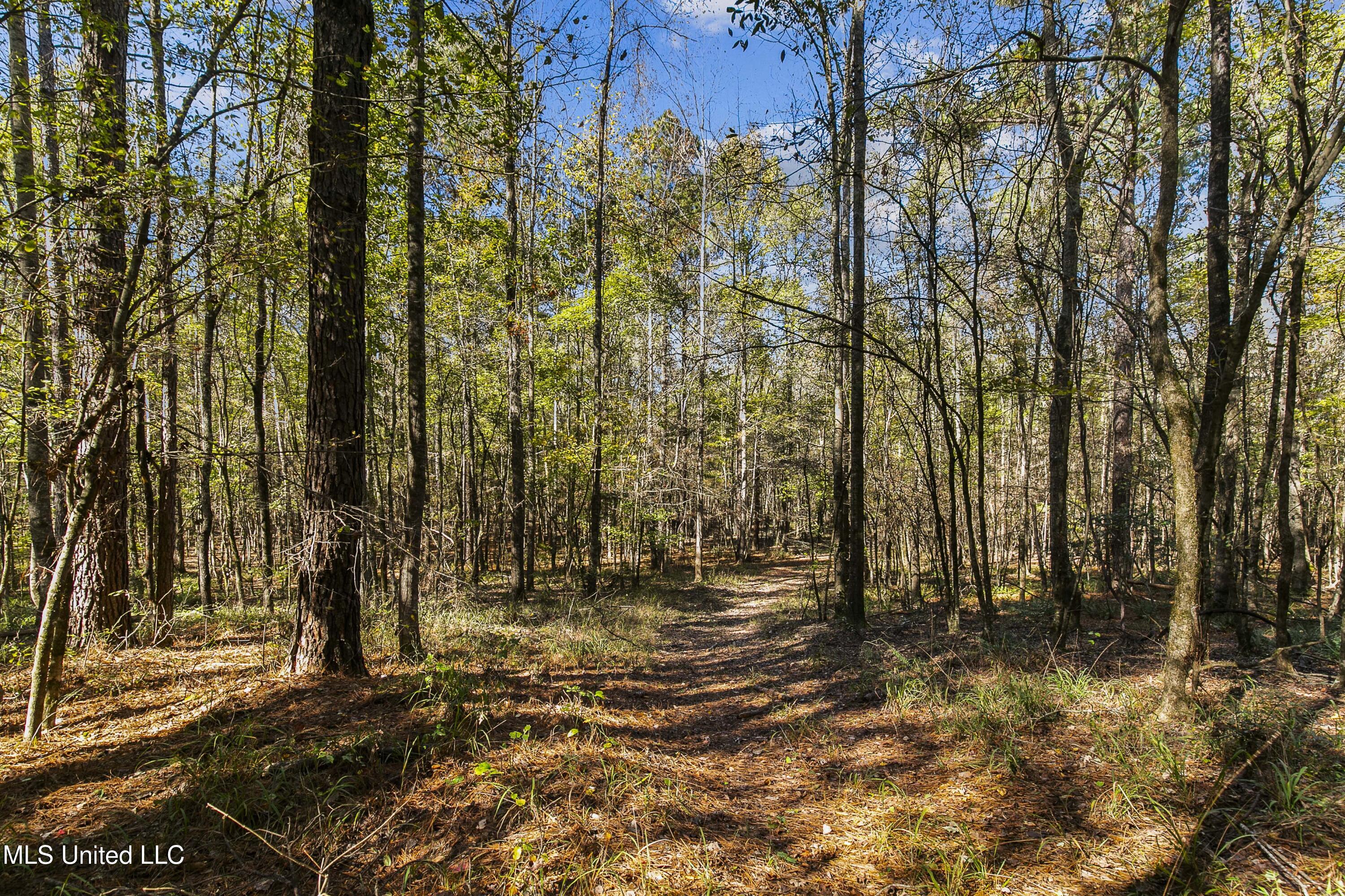 347.14 Acres Bridges Road, Brandon, Mississippi image 25