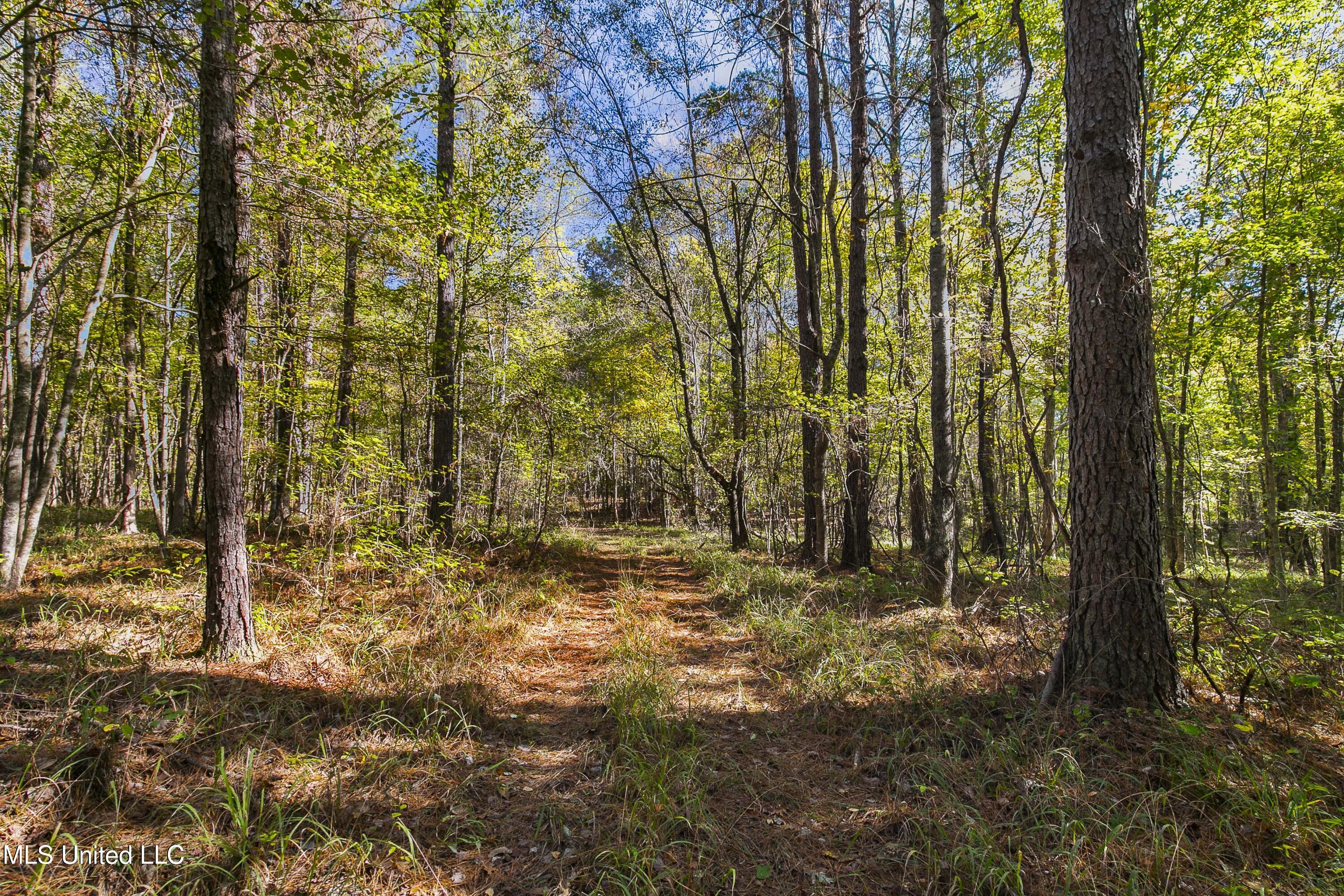 347.14 Acres Bridges Road, Brandon, Mississippi image 24