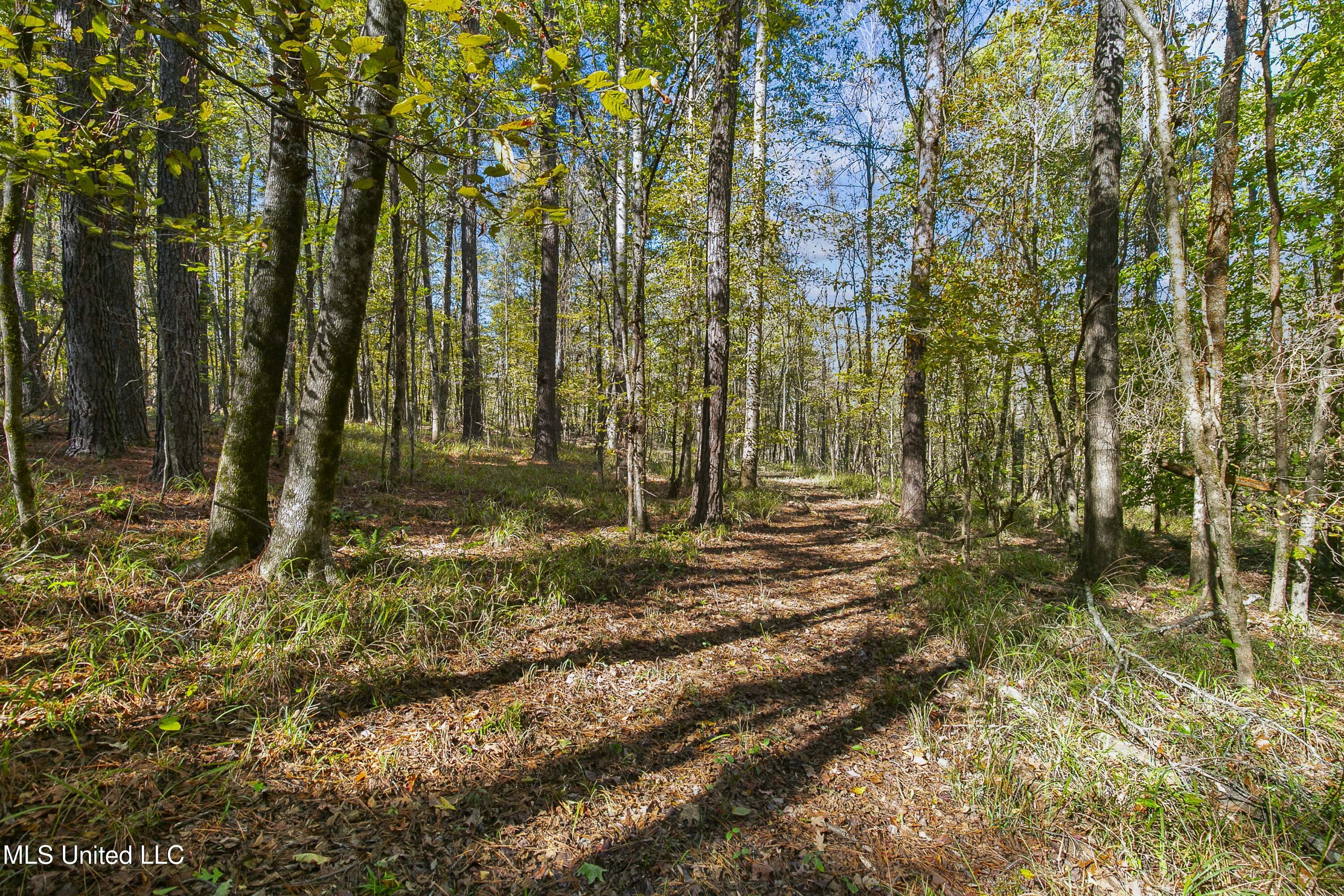 347.14 Acres Bridges Road, Brandon, Mississippi image 30