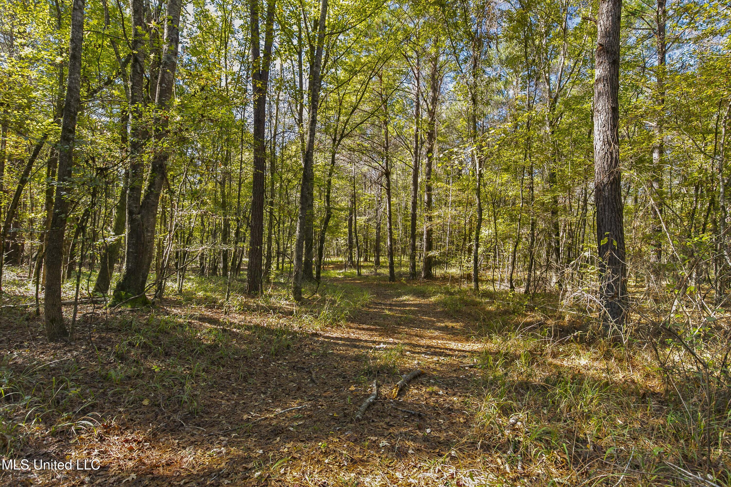 347.14 Acres Bridges Road, Brandon, Mississippi image 23