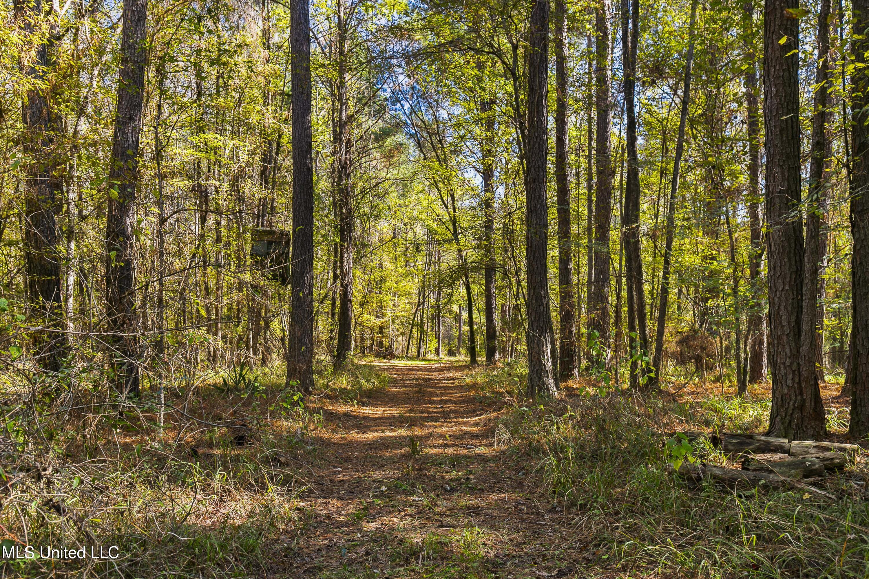 347.14 Acres Bridges Road, Brandon, Mississippi image 22