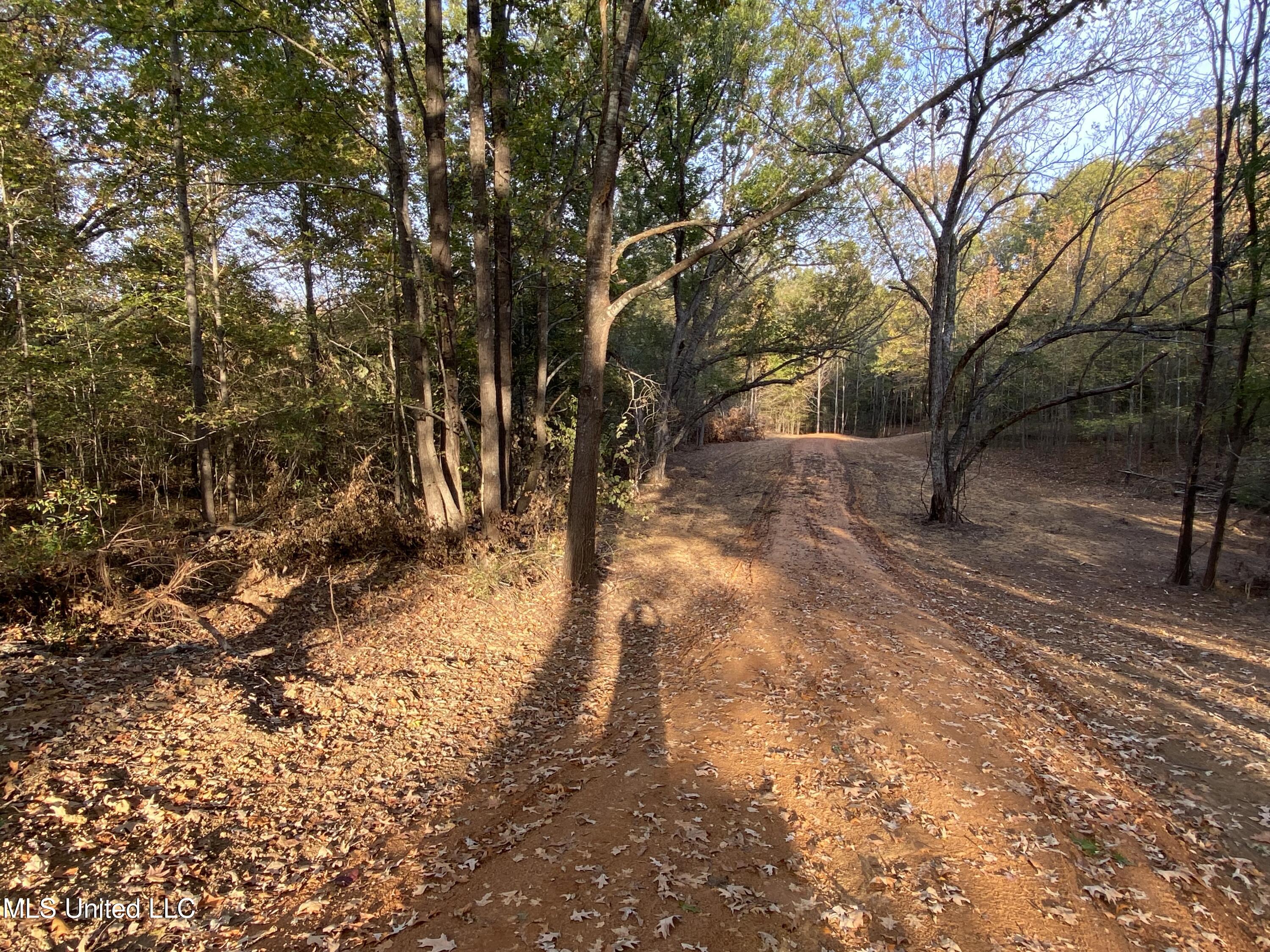 Branan Road, Coldwater, Mississippi image 6