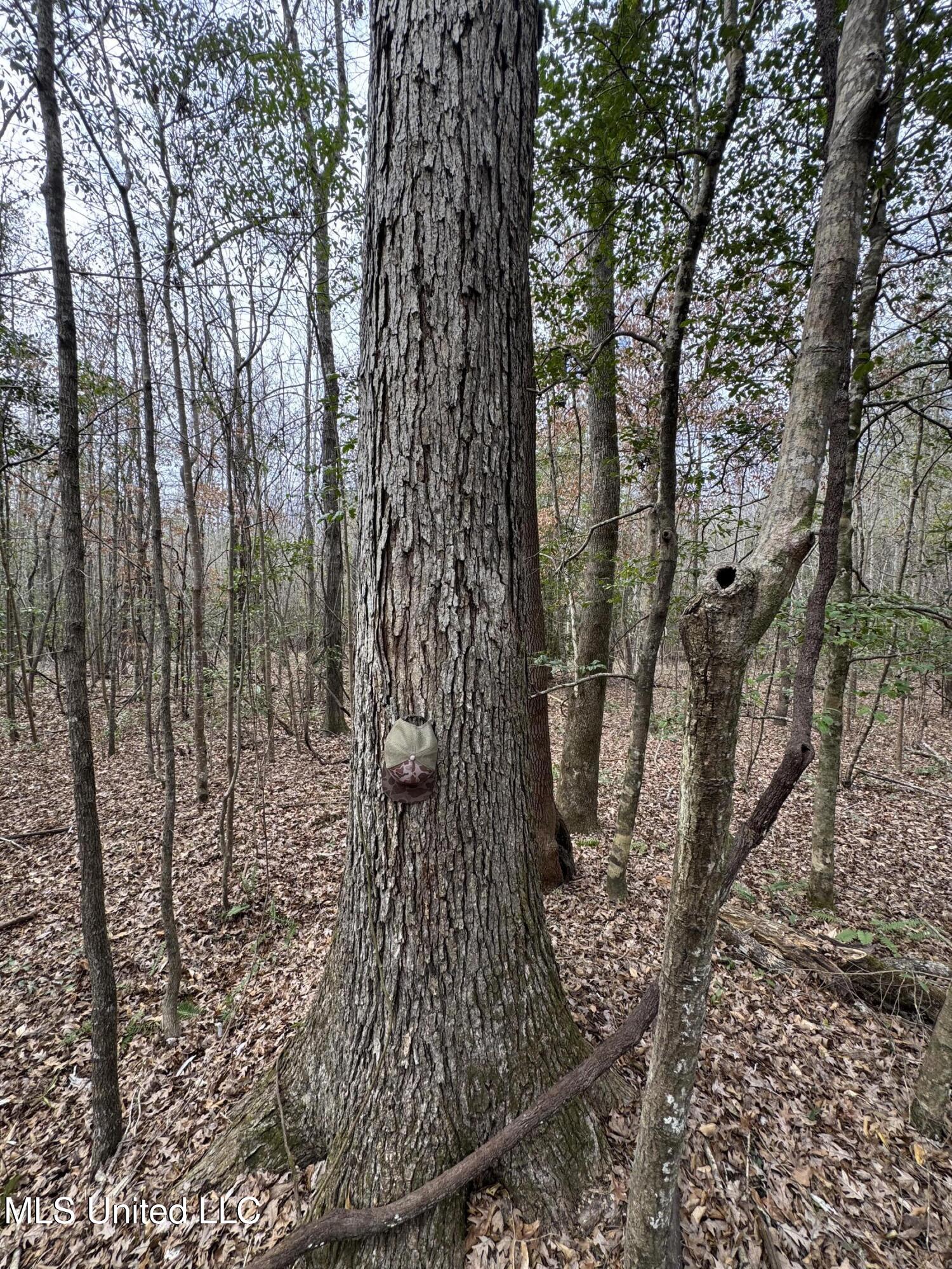 Pea Ridge Rd, Harrisville, Mississippi image 18