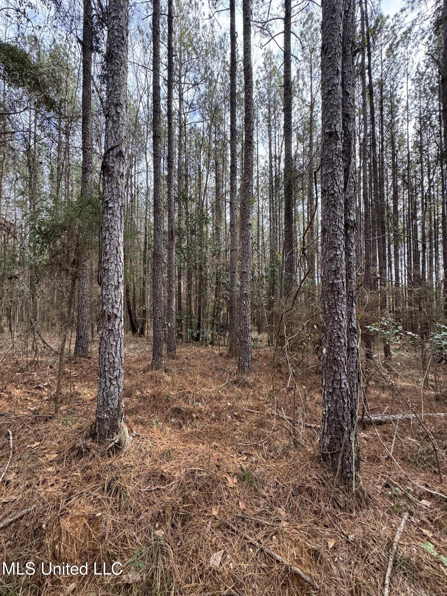 Pea Ridge Rd, Harrisville, Mississippi image 23