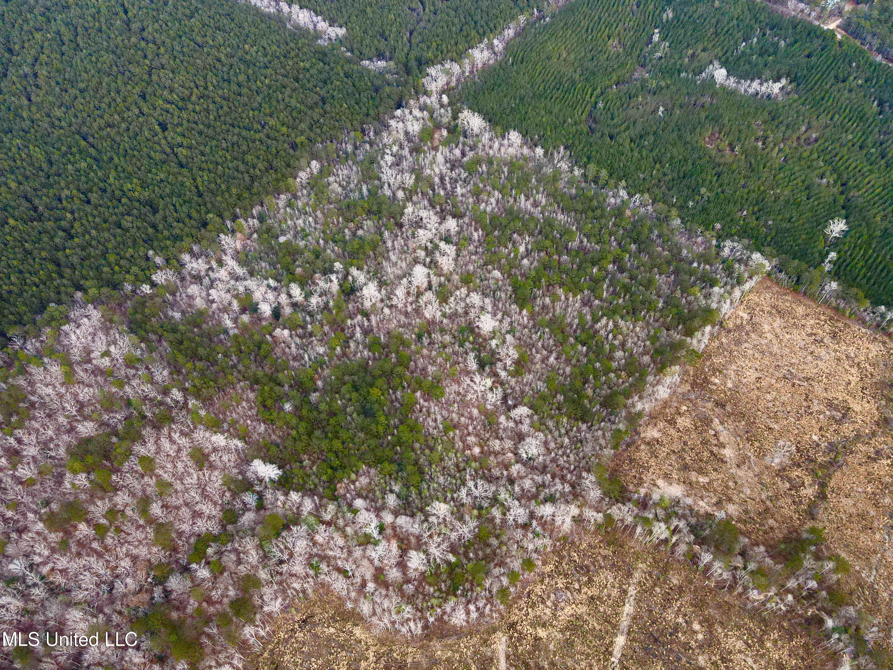 Pea Ridge Rd, Harrisville, Mississippi image 3