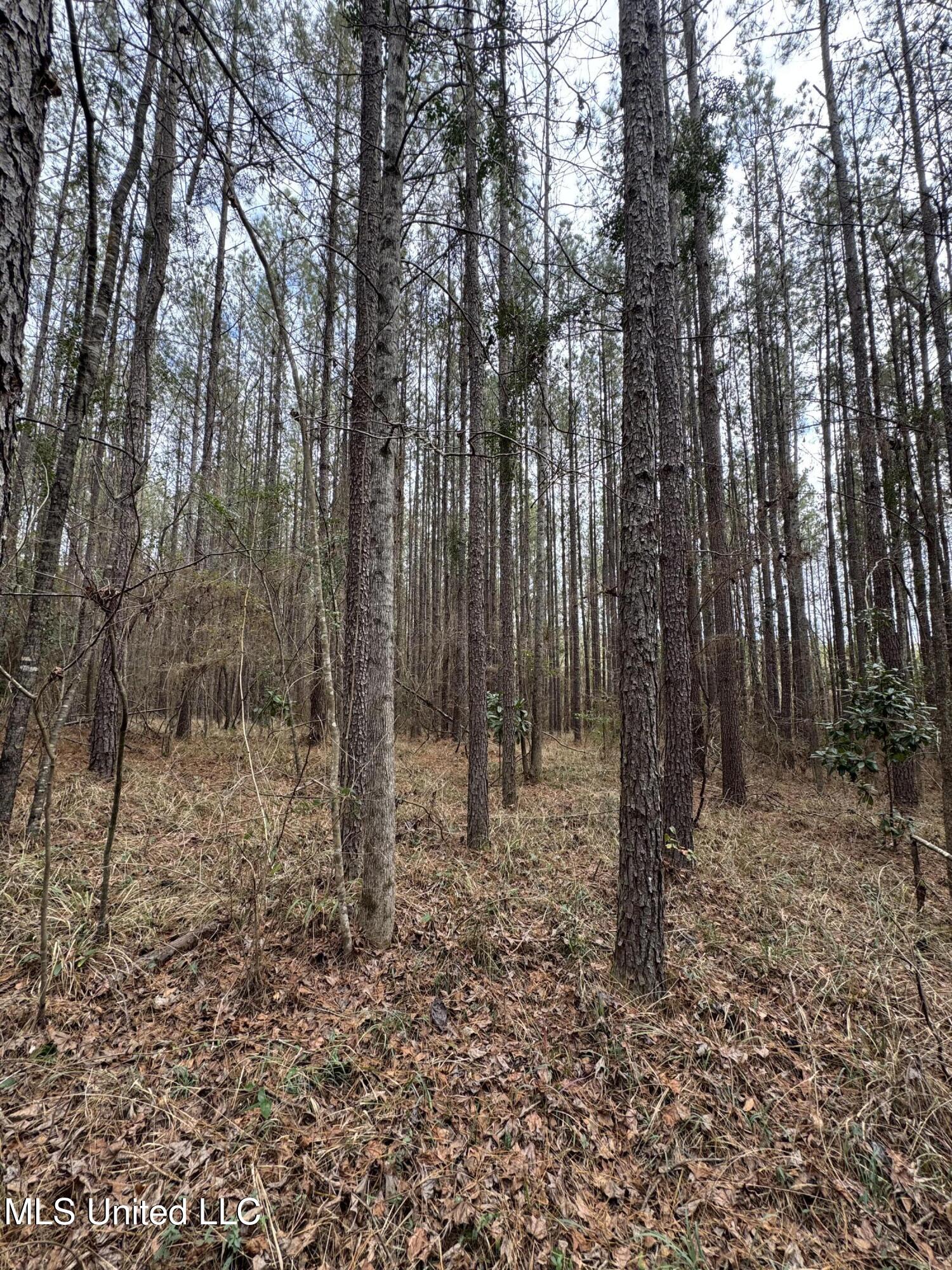 Pea Ridge Rd, Harrisville, Mississippi image 22