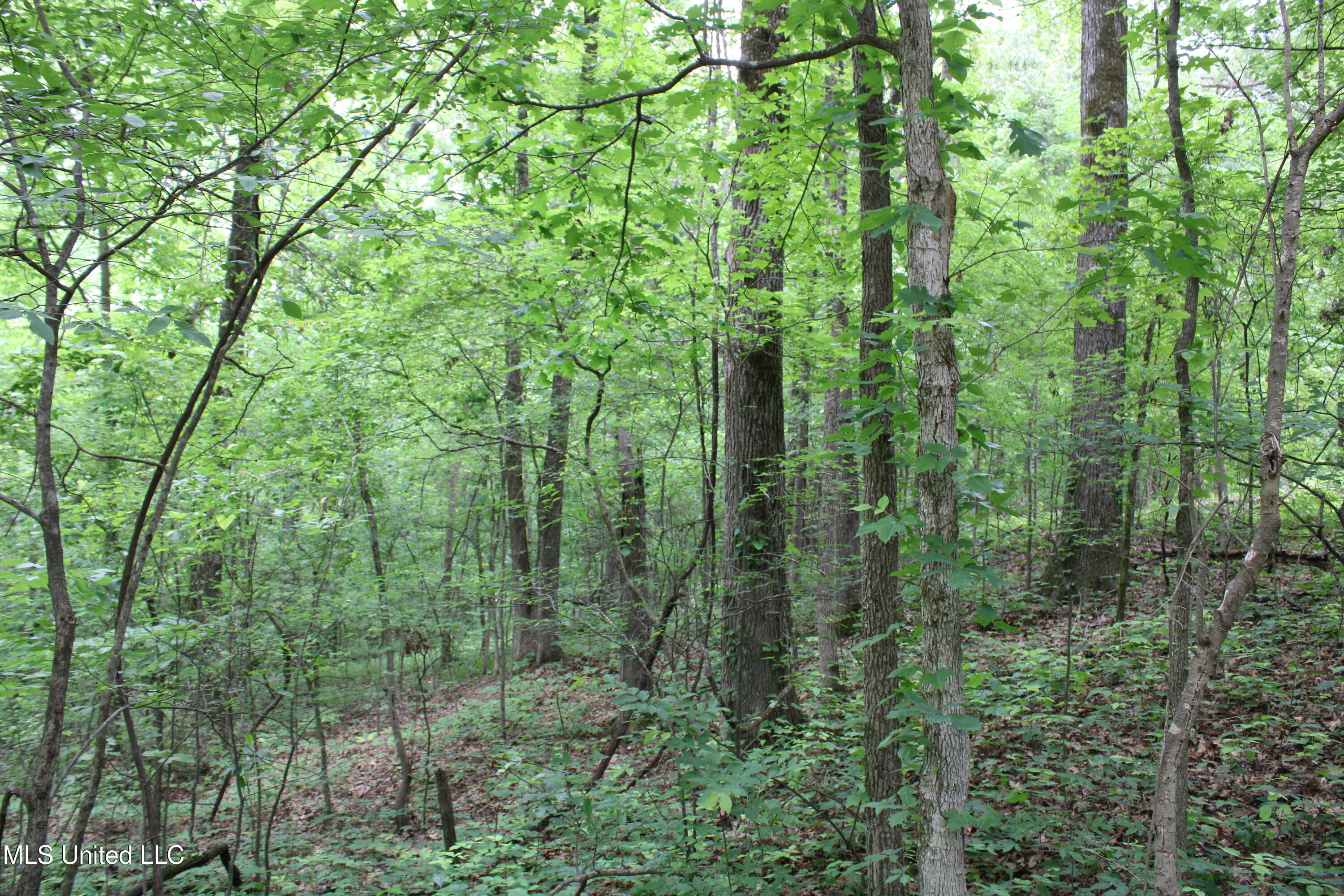 3550 Highway 3, Sarah, Mississippi image 4