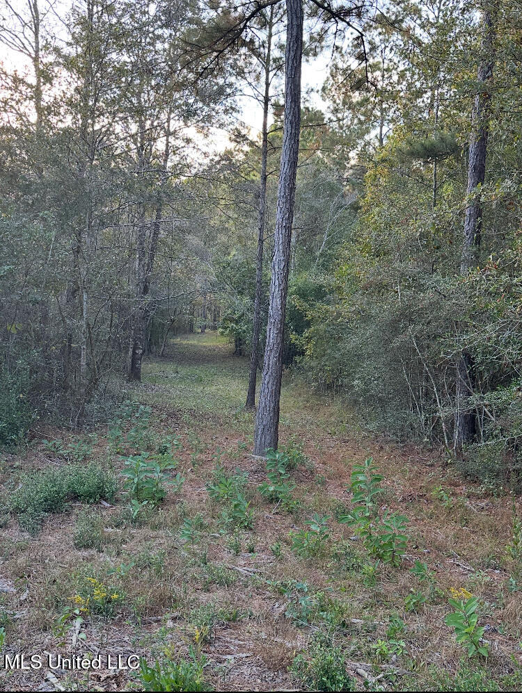 St Angelo Lane, Poplarville, Mississippi image 17