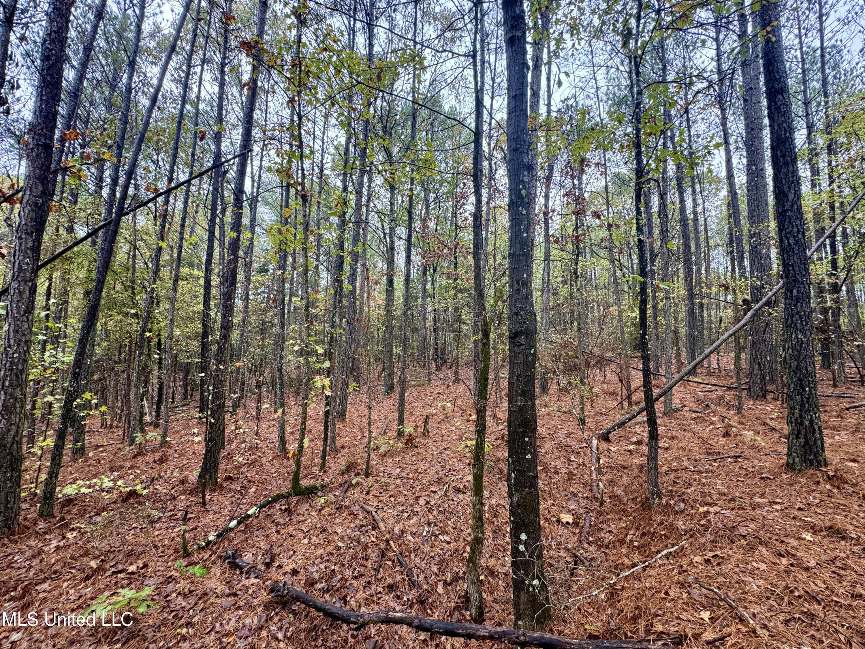 Cr Rd 82, Coffeeville, Mississippi image 6