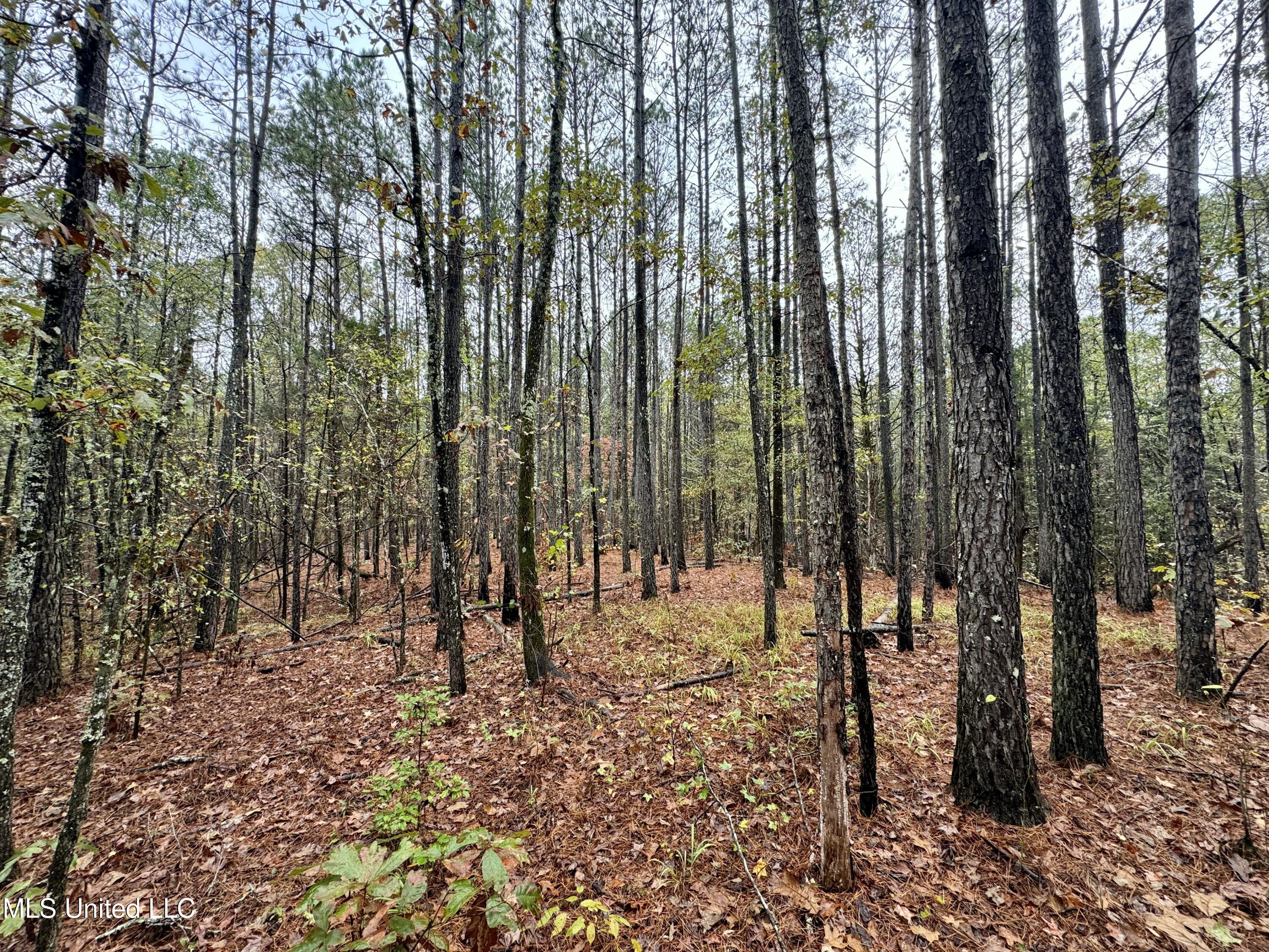 Cr Rd 82, Coffeeville, Mississippi image 1