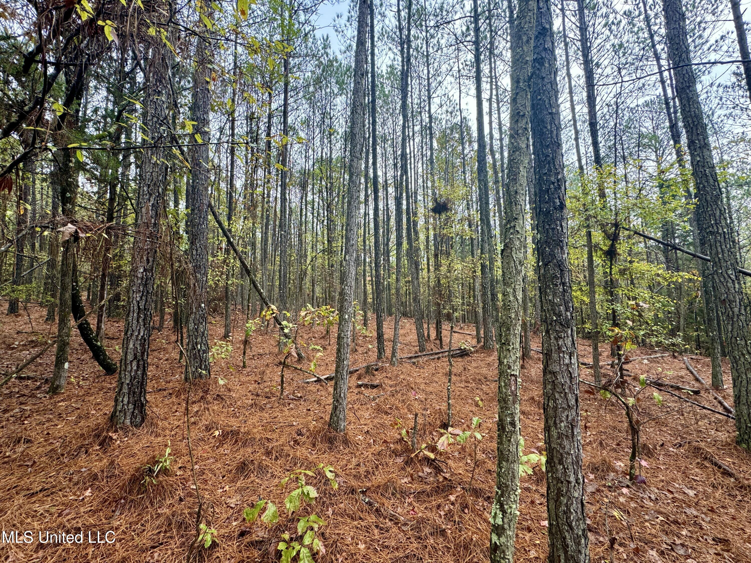 Cr Rd 82, Coffeeville, Mississippi image 3