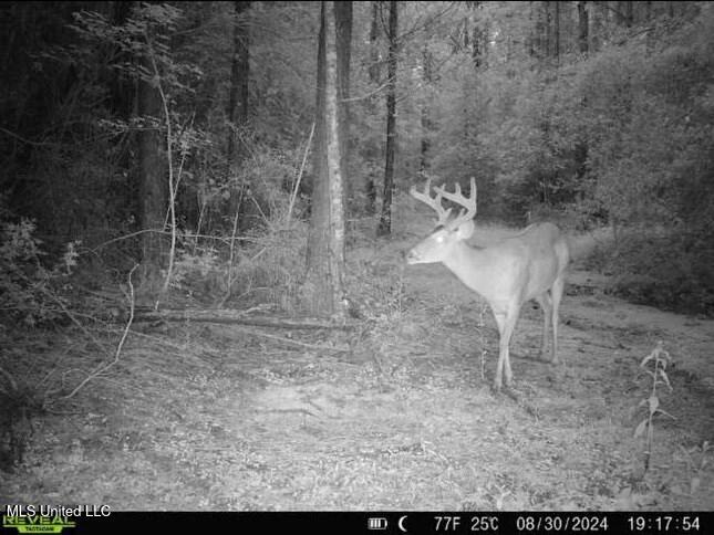 24 Nelson Road, Poplarville, Mississippi image 10