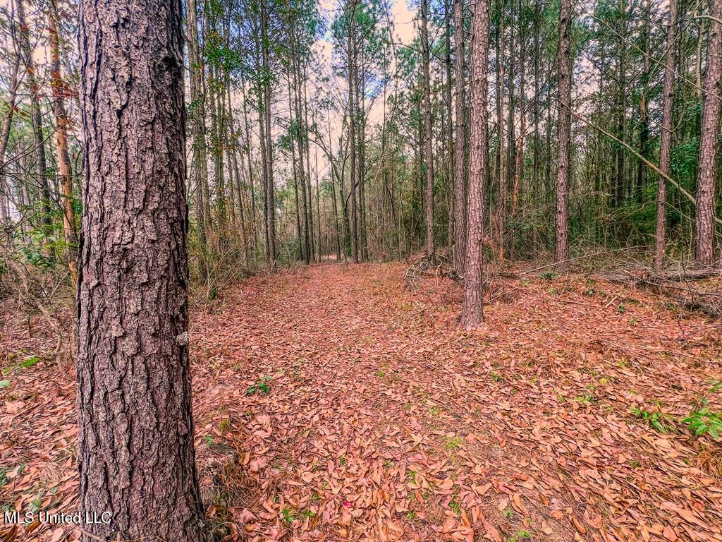 24 Nelson Road, Poplarville, Mississippi image 5