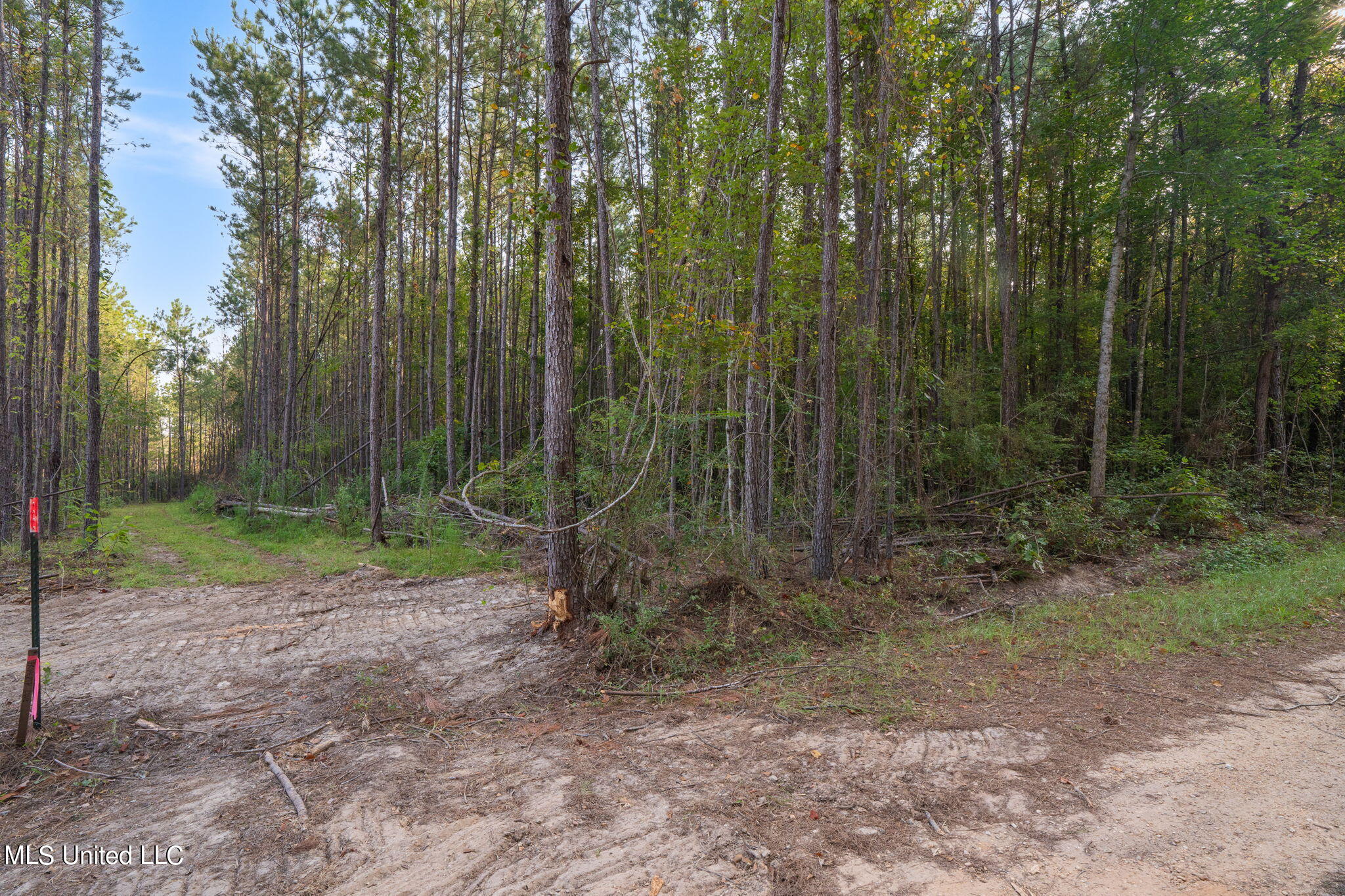 8 +/- Acres Crosby Road, Seminary, Mississippi image 3