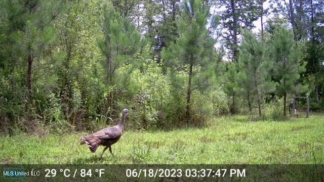 8076 Franklin Cut-off Road, Durant, Mississippi image 9