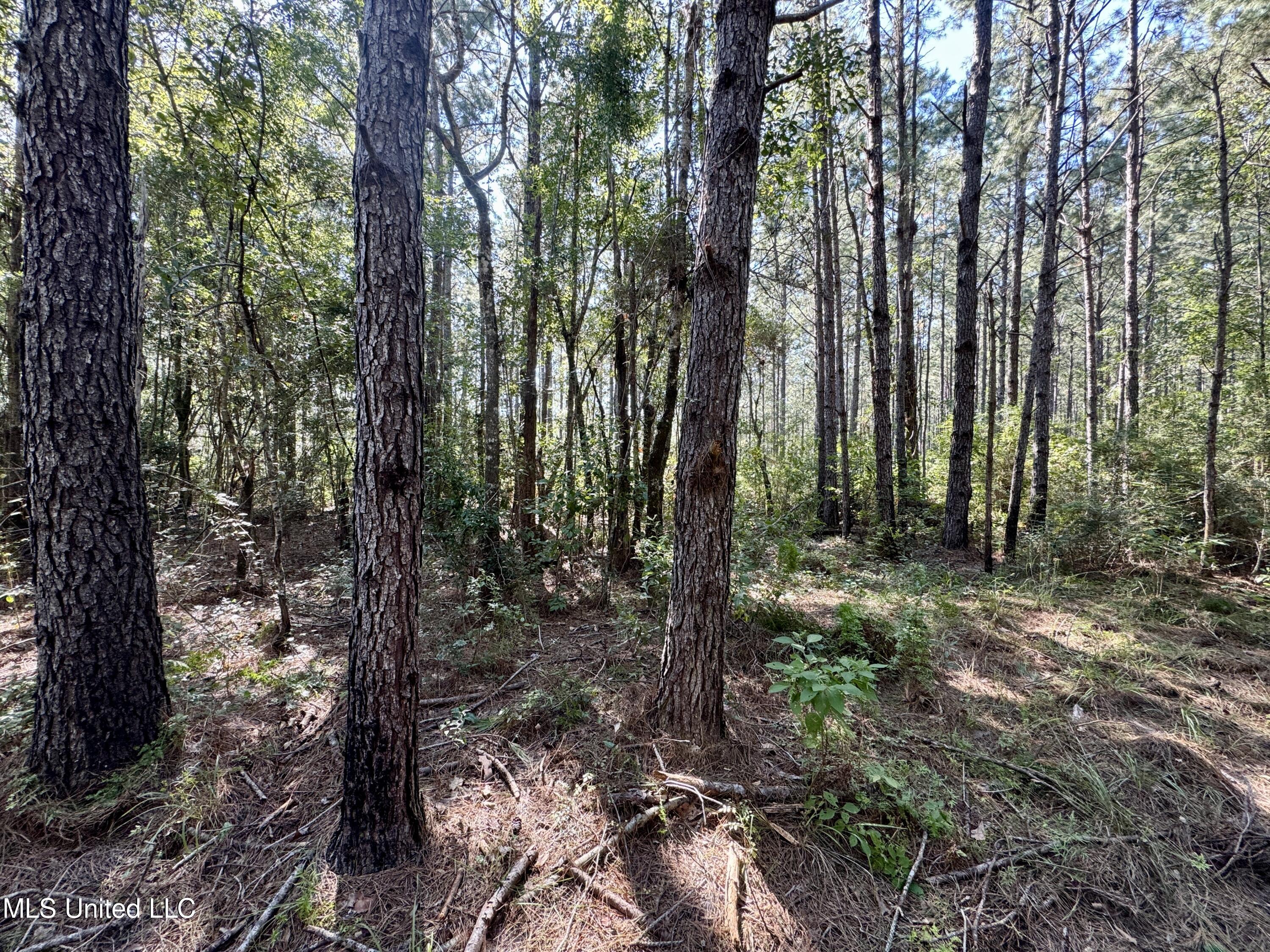 Flat Top Road Road, Picayune, Mississippi image 29