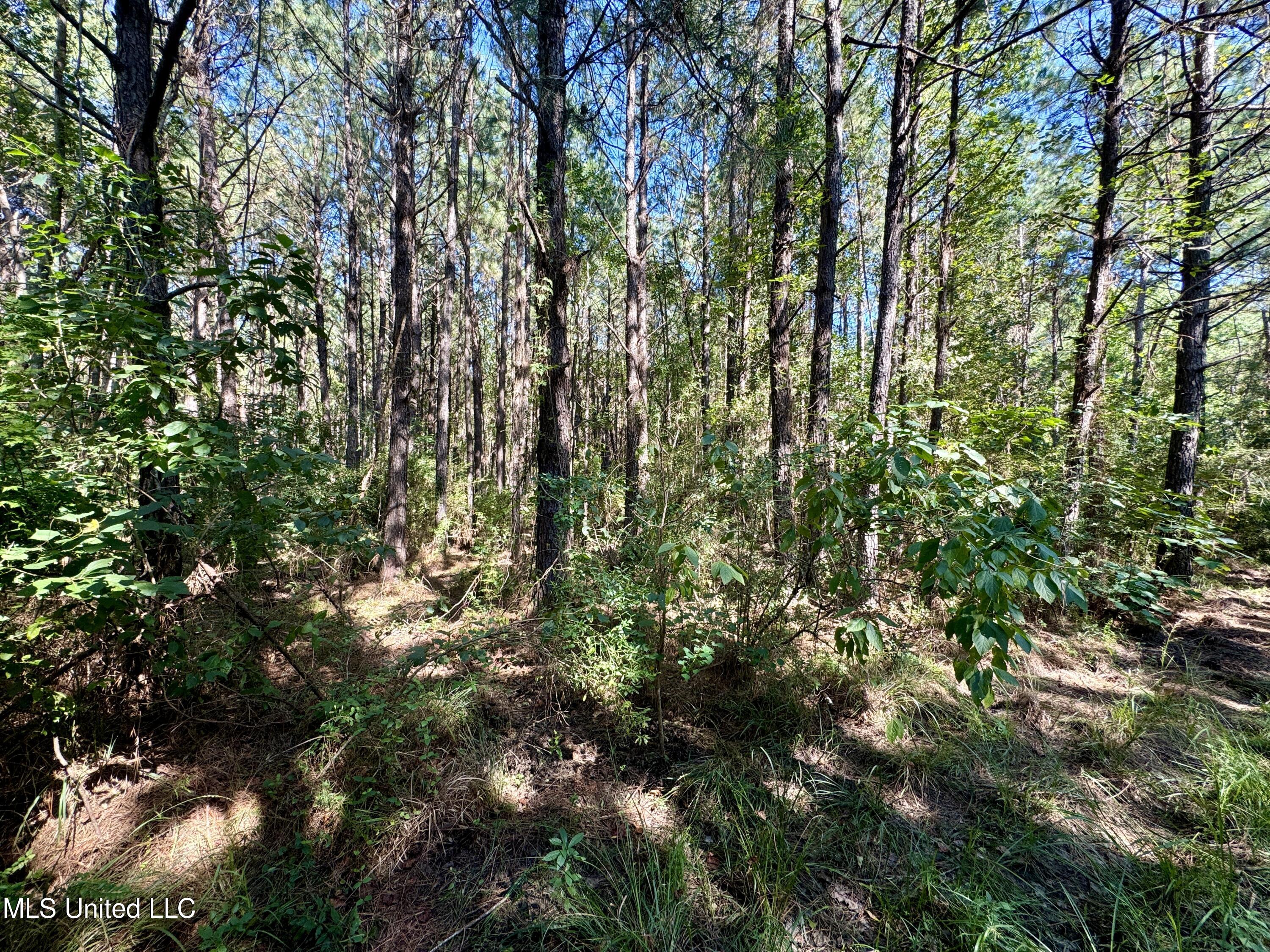 Flat Top Road Road, Picayune, Mississippi image 25