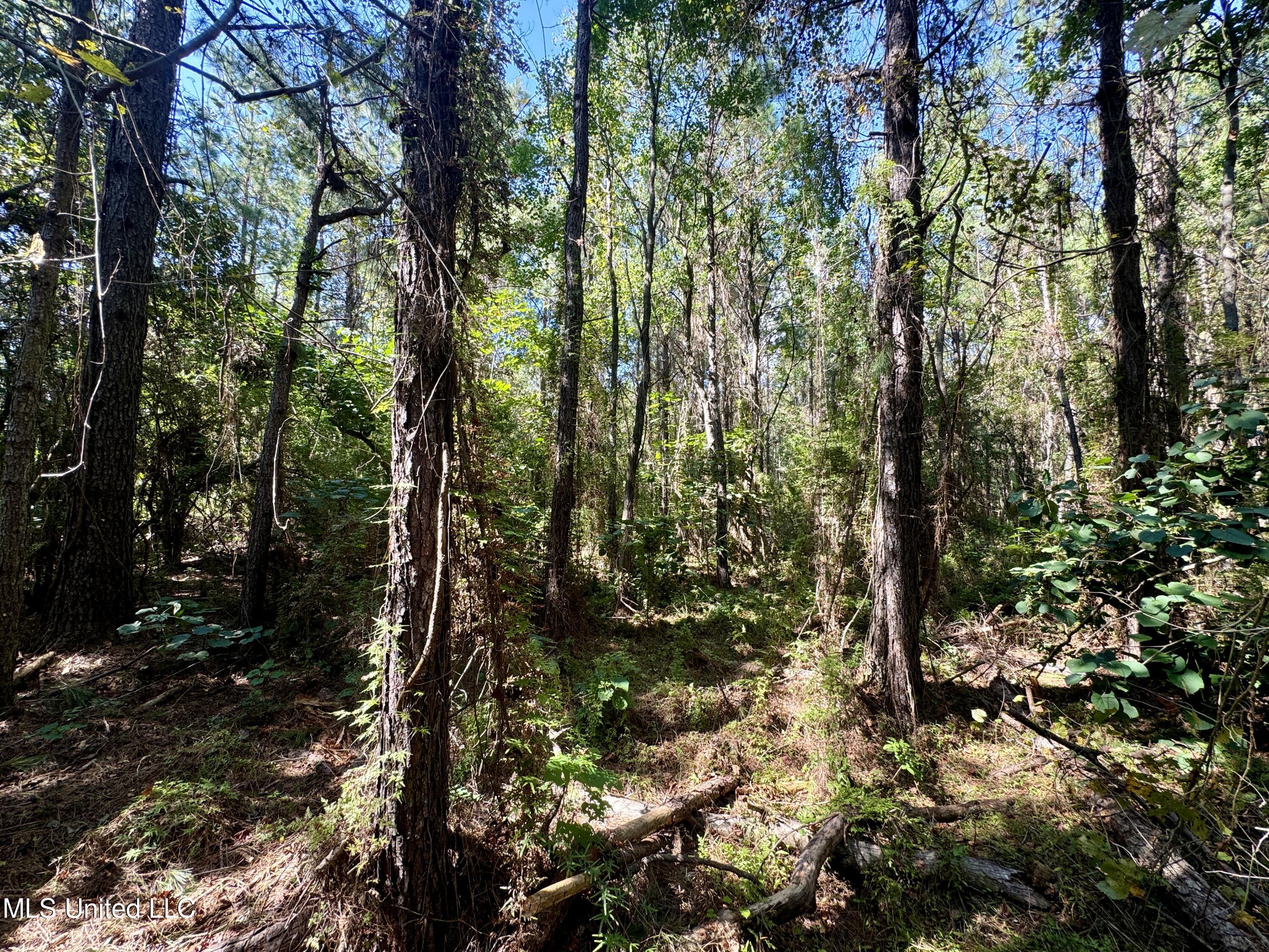 Flat Top Road Road, Picayune, Mississippi image 16