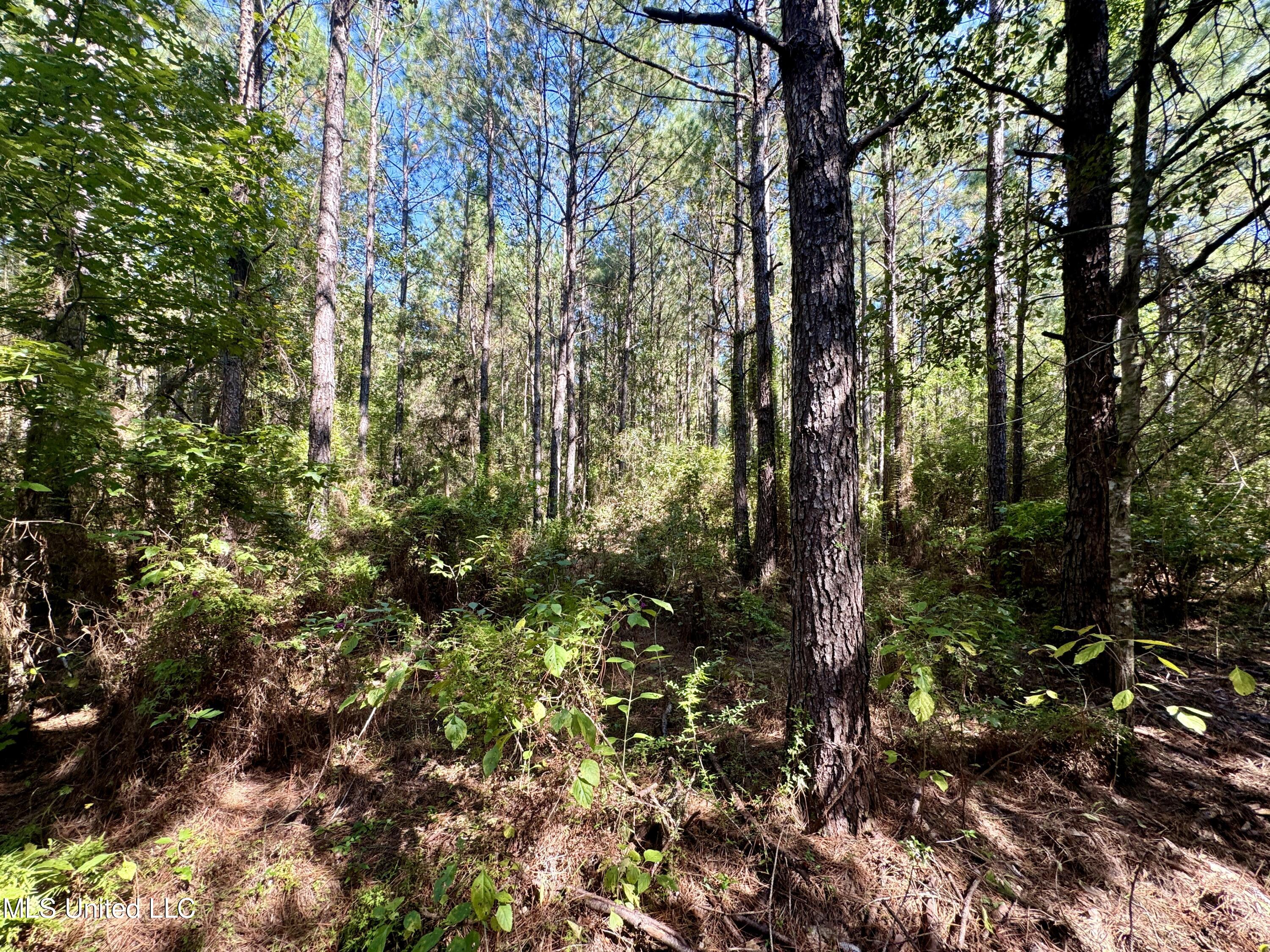 Flat Top Road Road, Picayune, Mississippi image 23