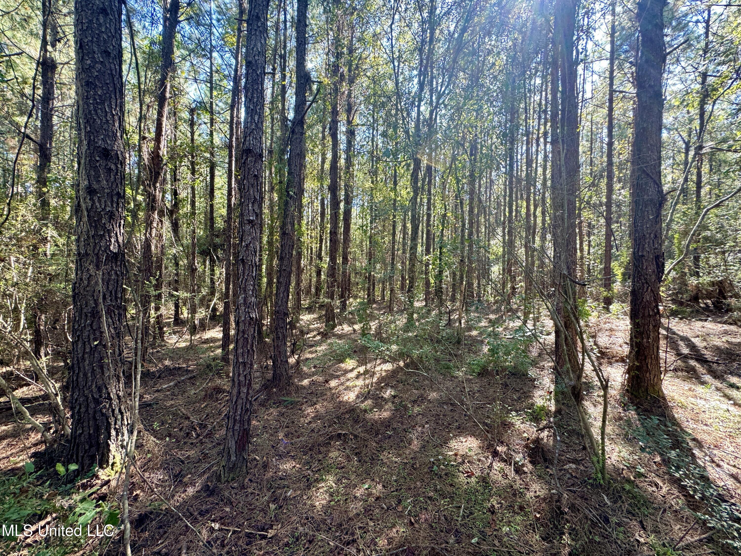 Flat Top Road Road, Picayune, Mississippi image 19