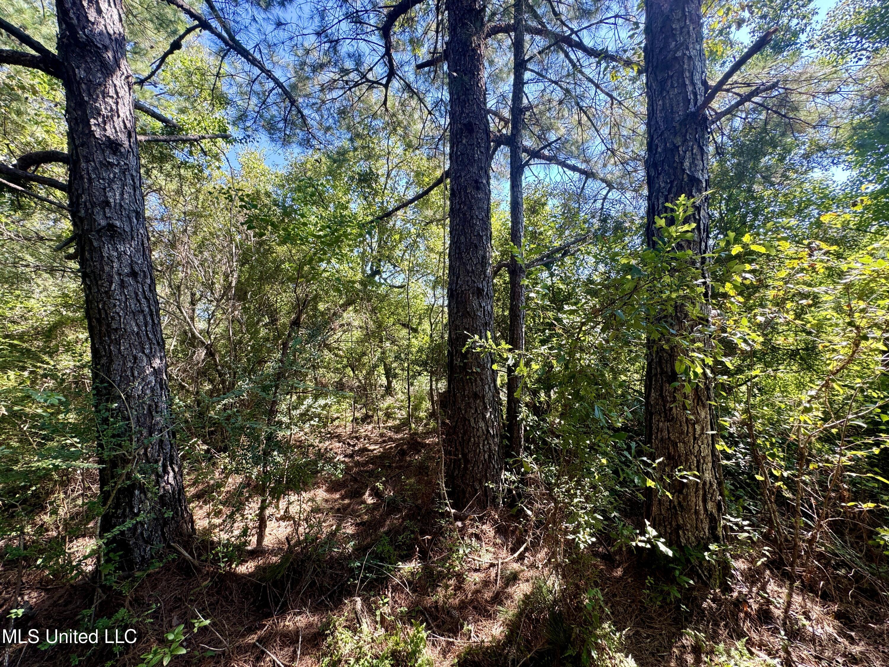 Flat Top Road Road, Picayune, Mississippi image 6