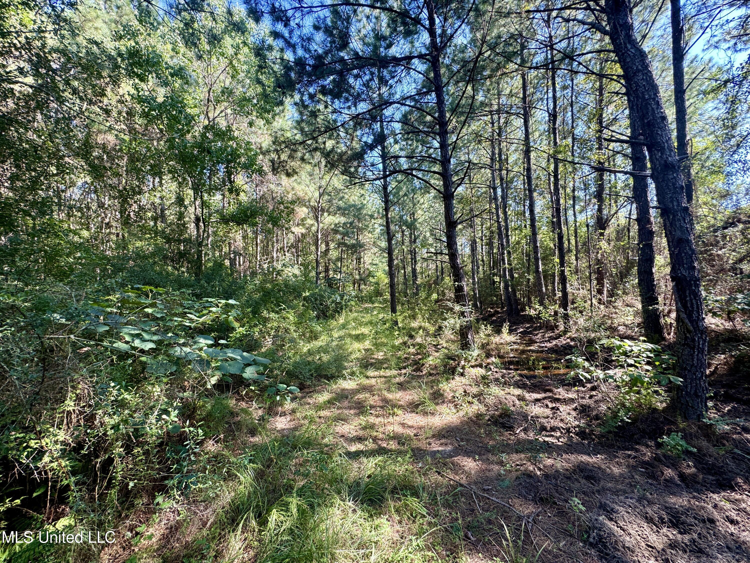 Flat Top Road Road, Picayune, Mississippi image 24